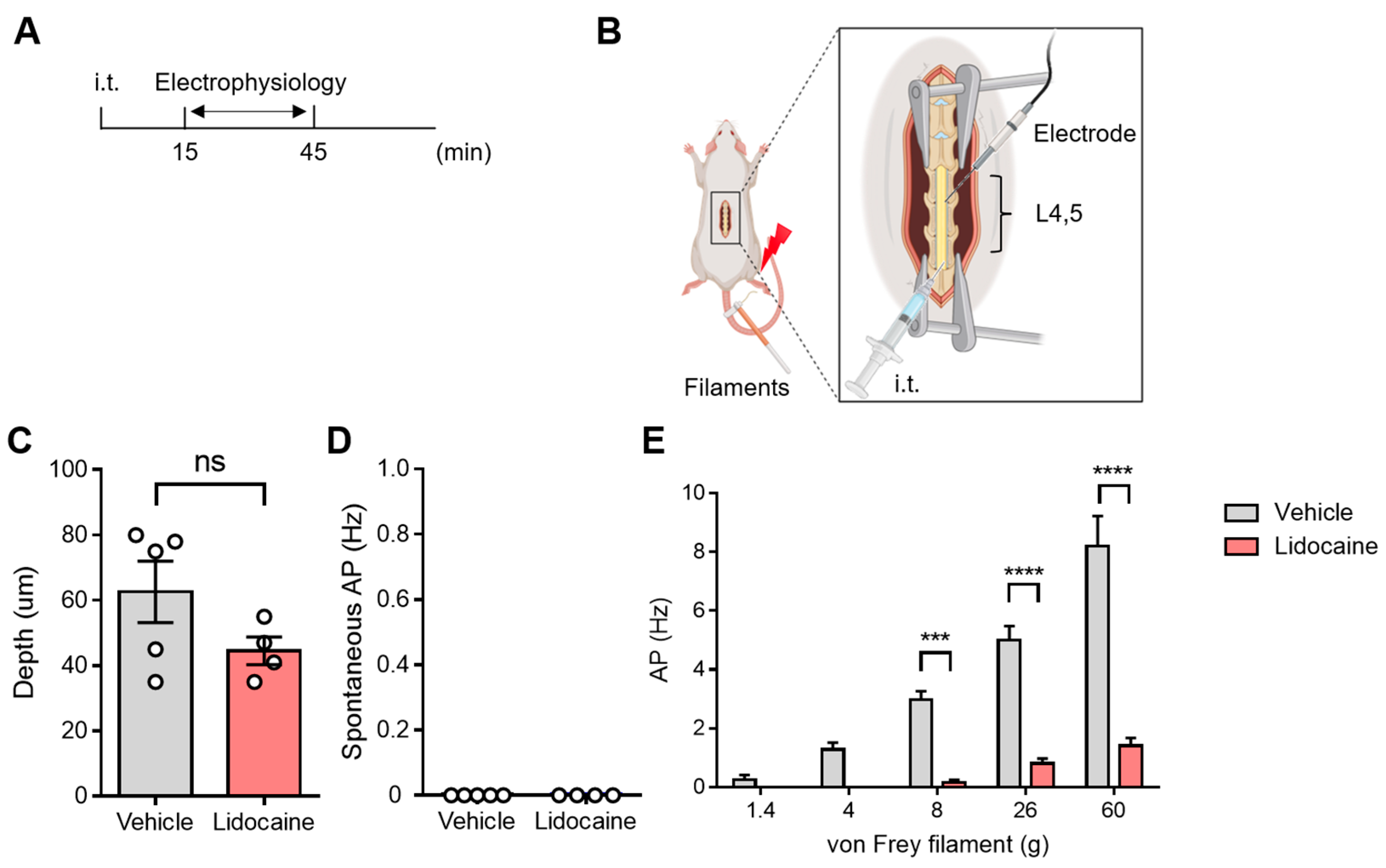 Neurolint 17 00078 g003