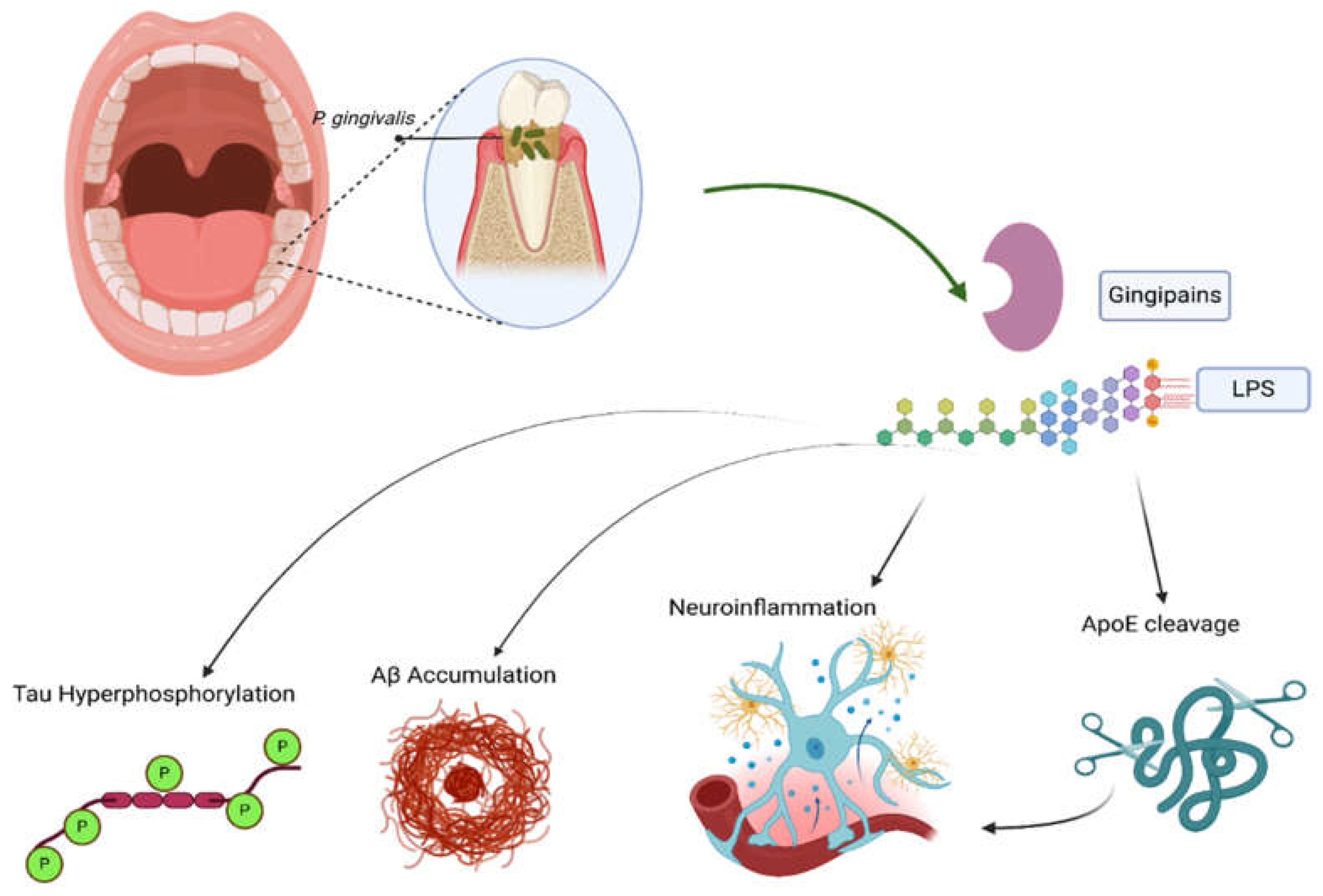 Neurolint 17 00081 g003