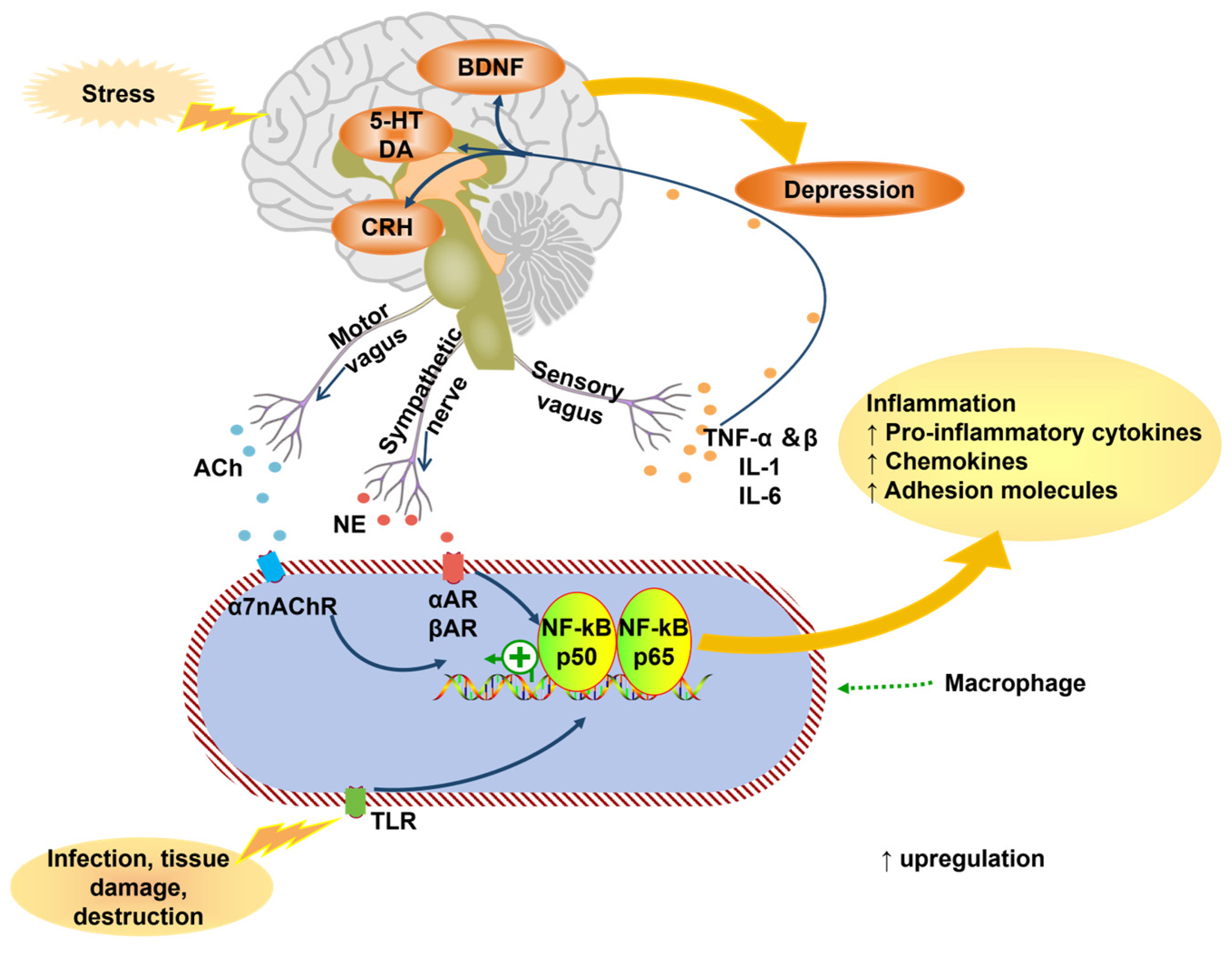 Neurolint 17 00120 g004