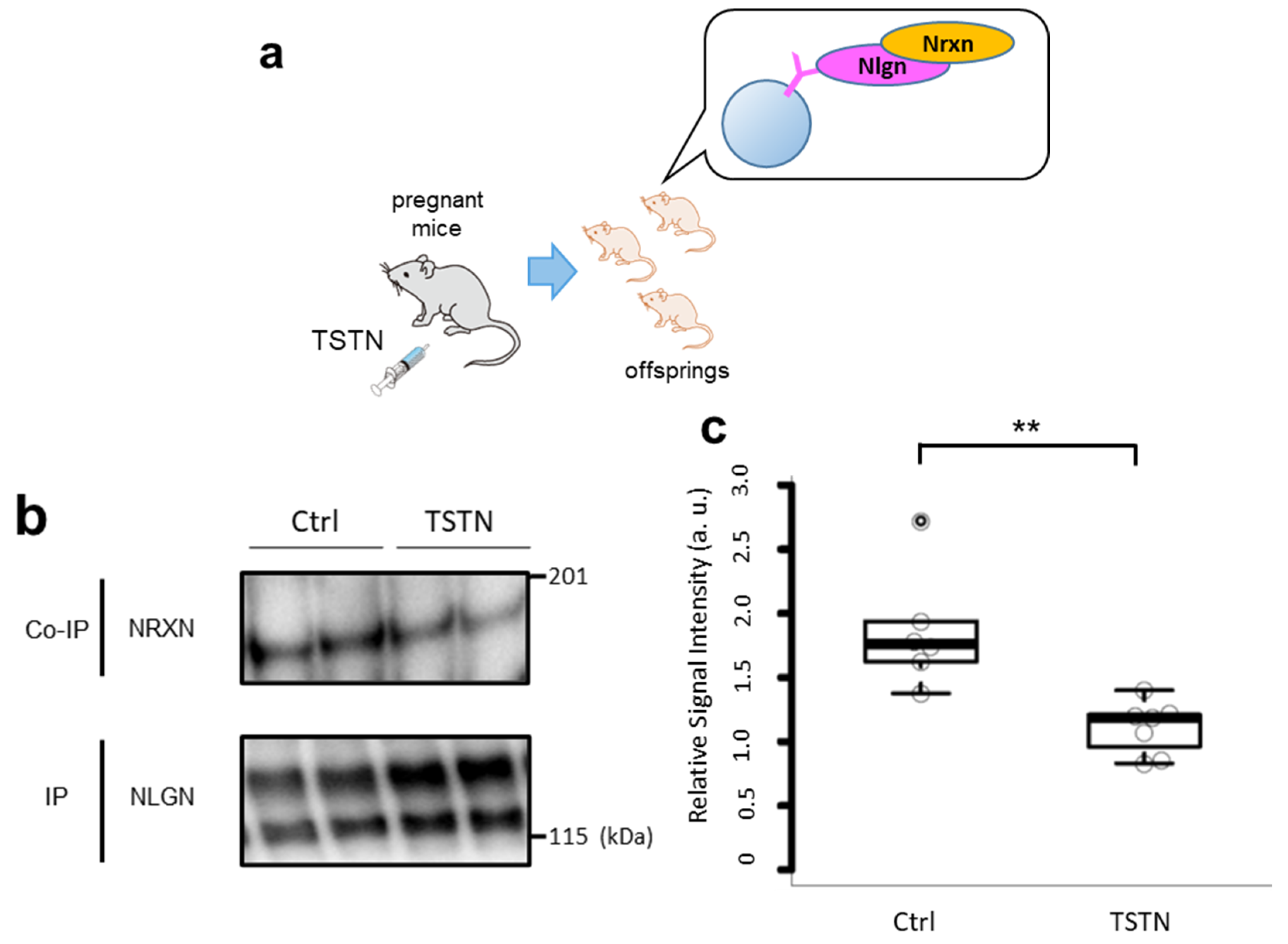 Neurolint 17 00129 g001