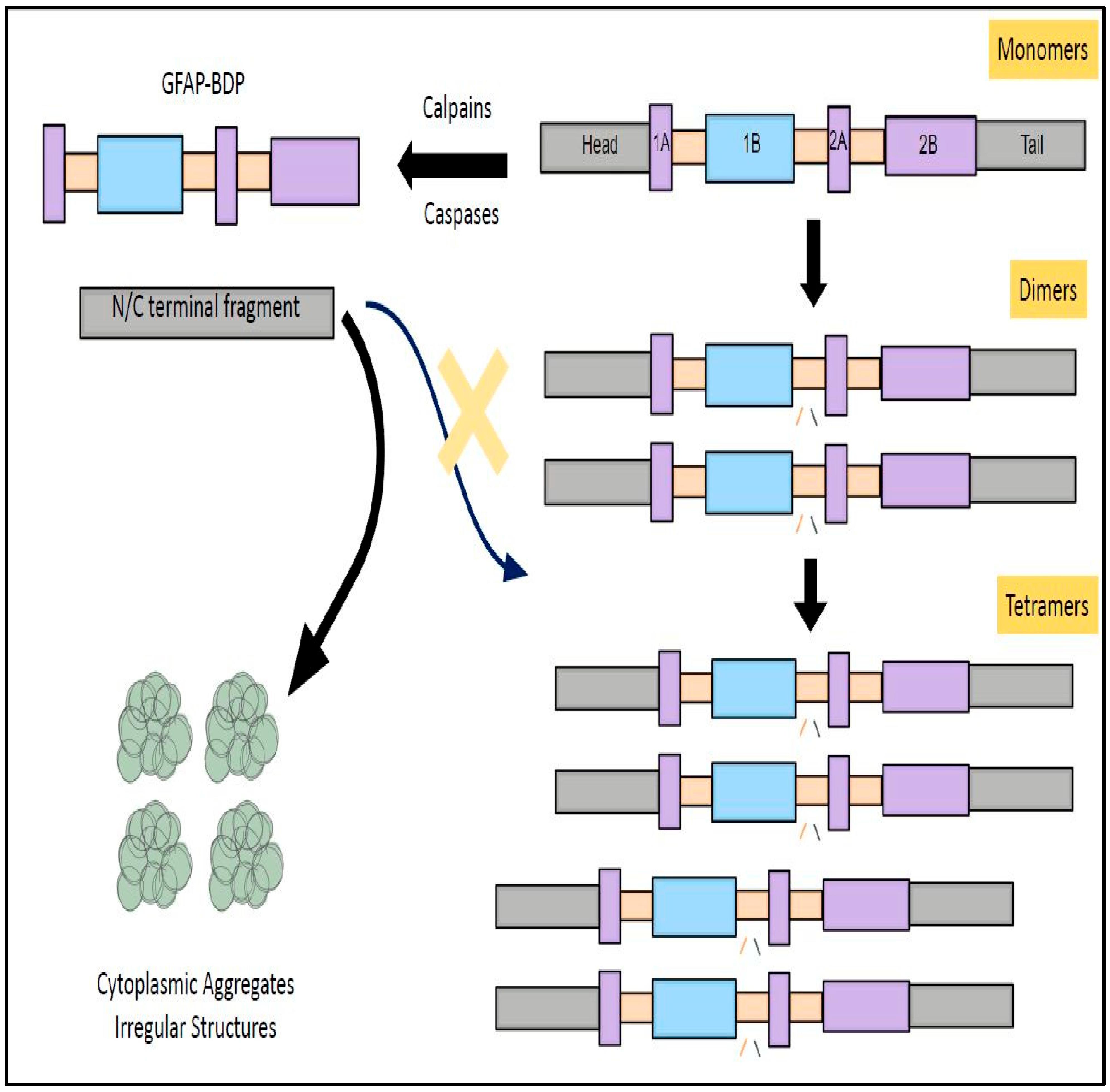 Neurolint 17 00134 g004 Neurolint 17 00134 g004