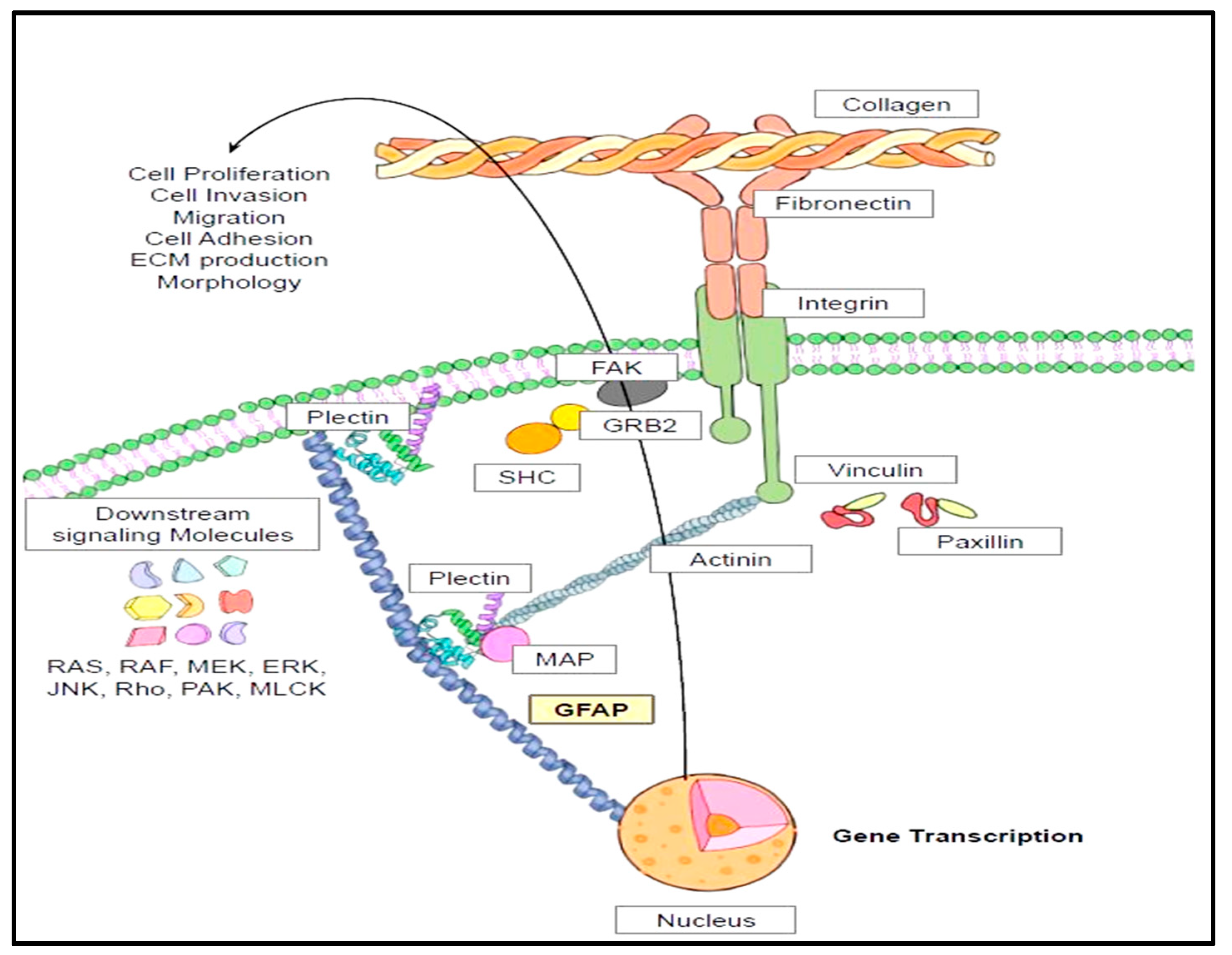 Neurolint 17 00134 g005 Neurolint 17 00134 g005