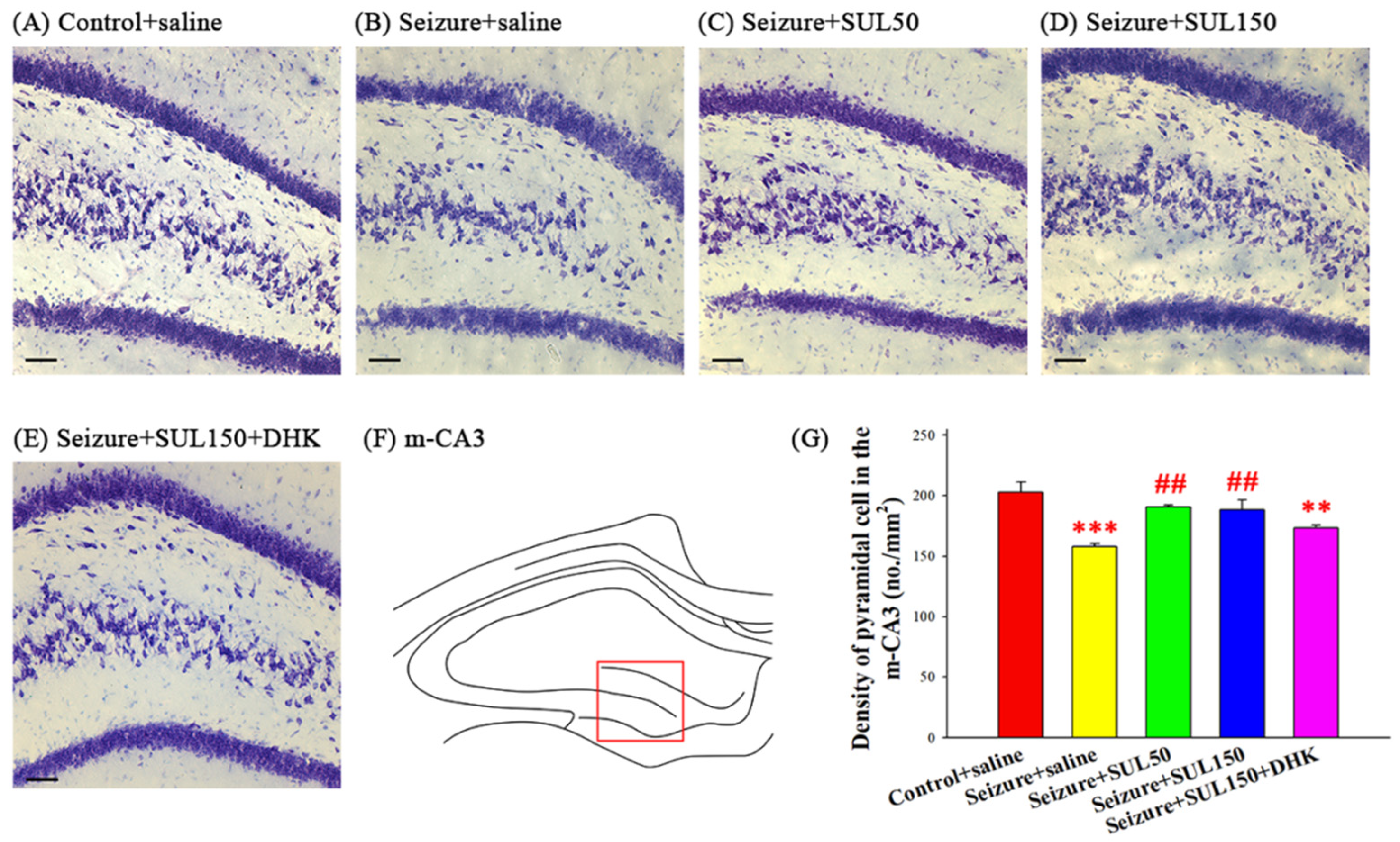 Neurolint 17 00135 g005