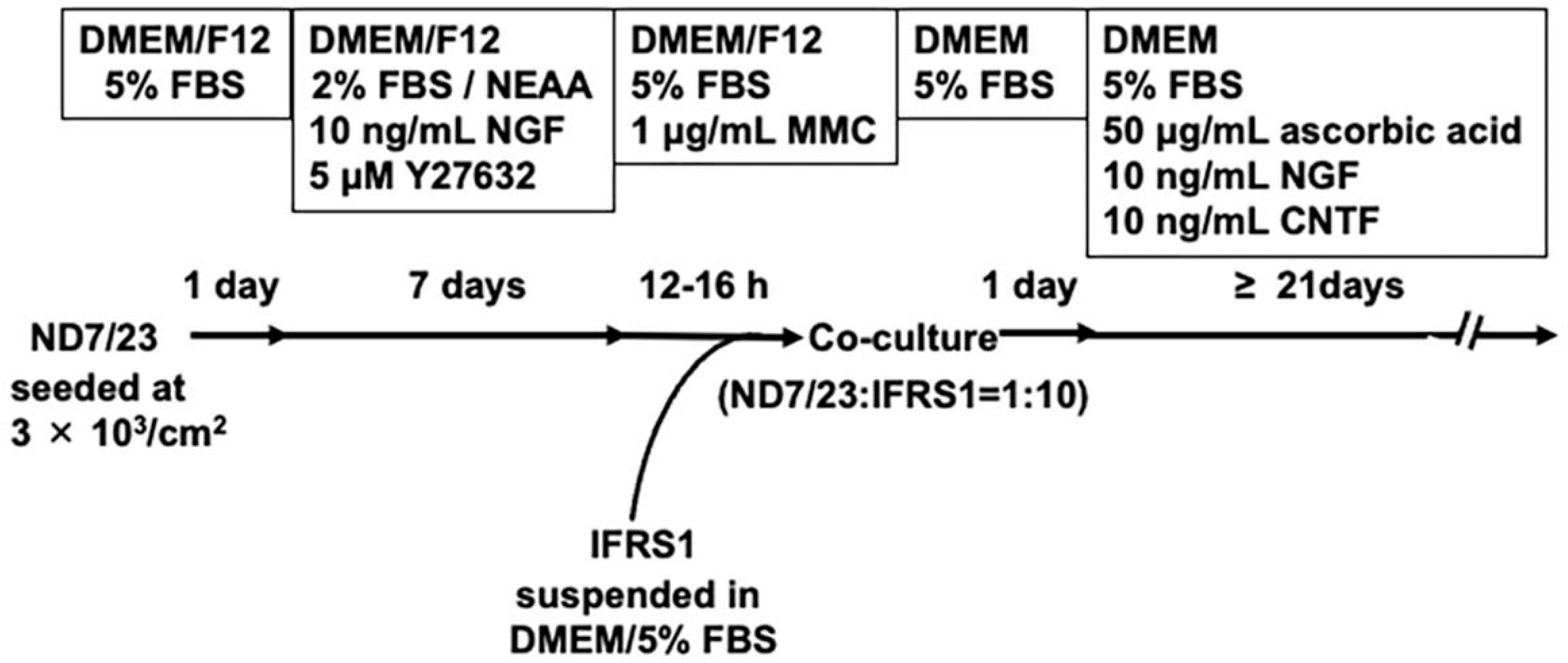 Neurolint 17 00138 g001