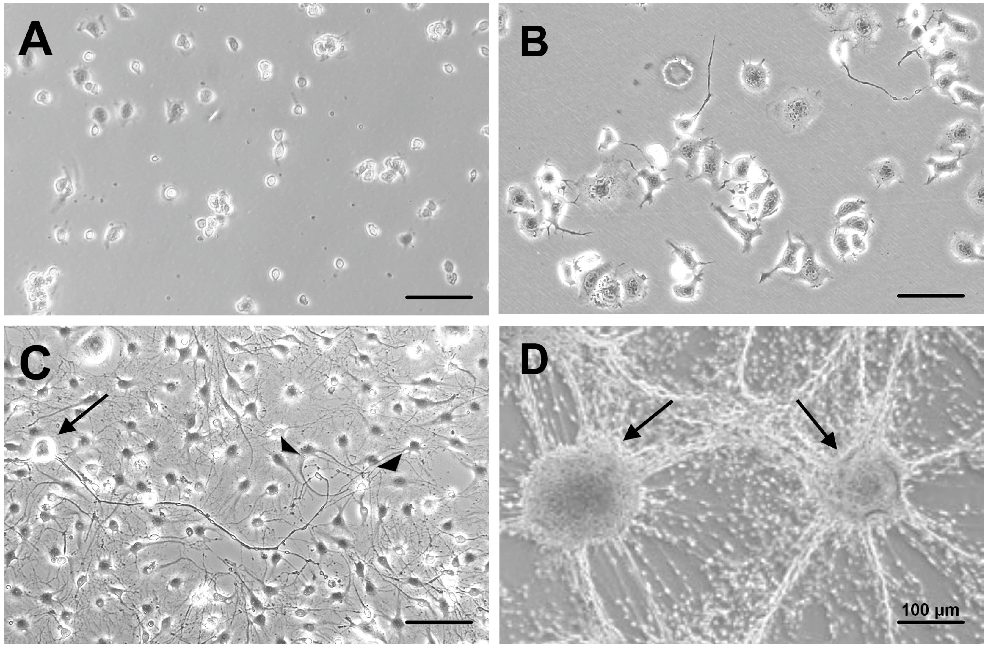 Neurolint 17 00138 g002