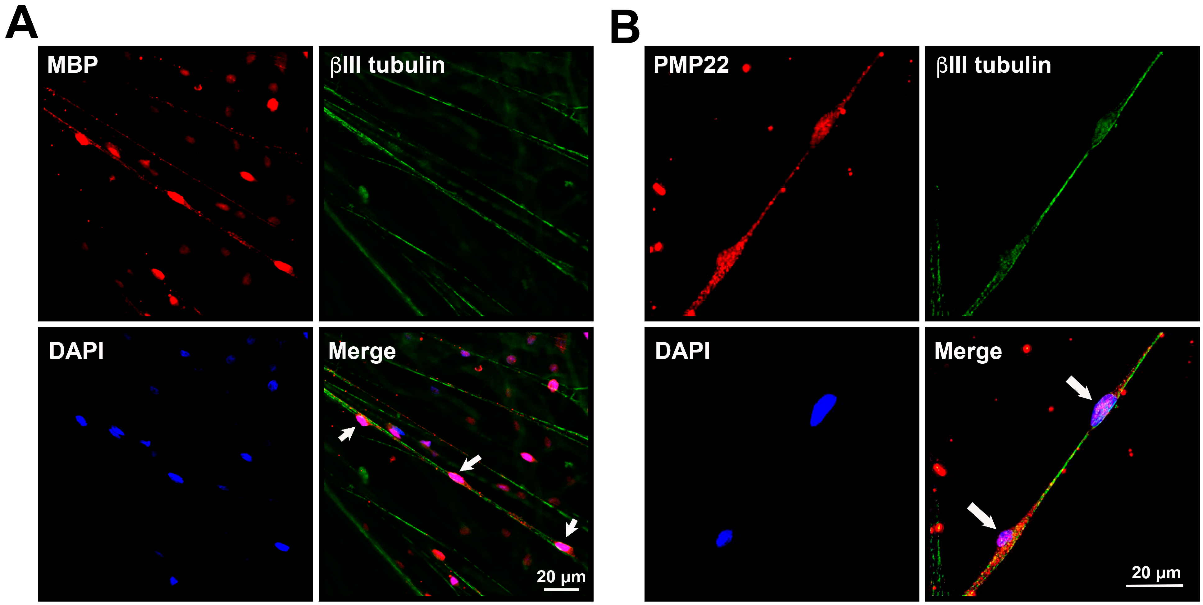 Neurolint 17 00138 g003