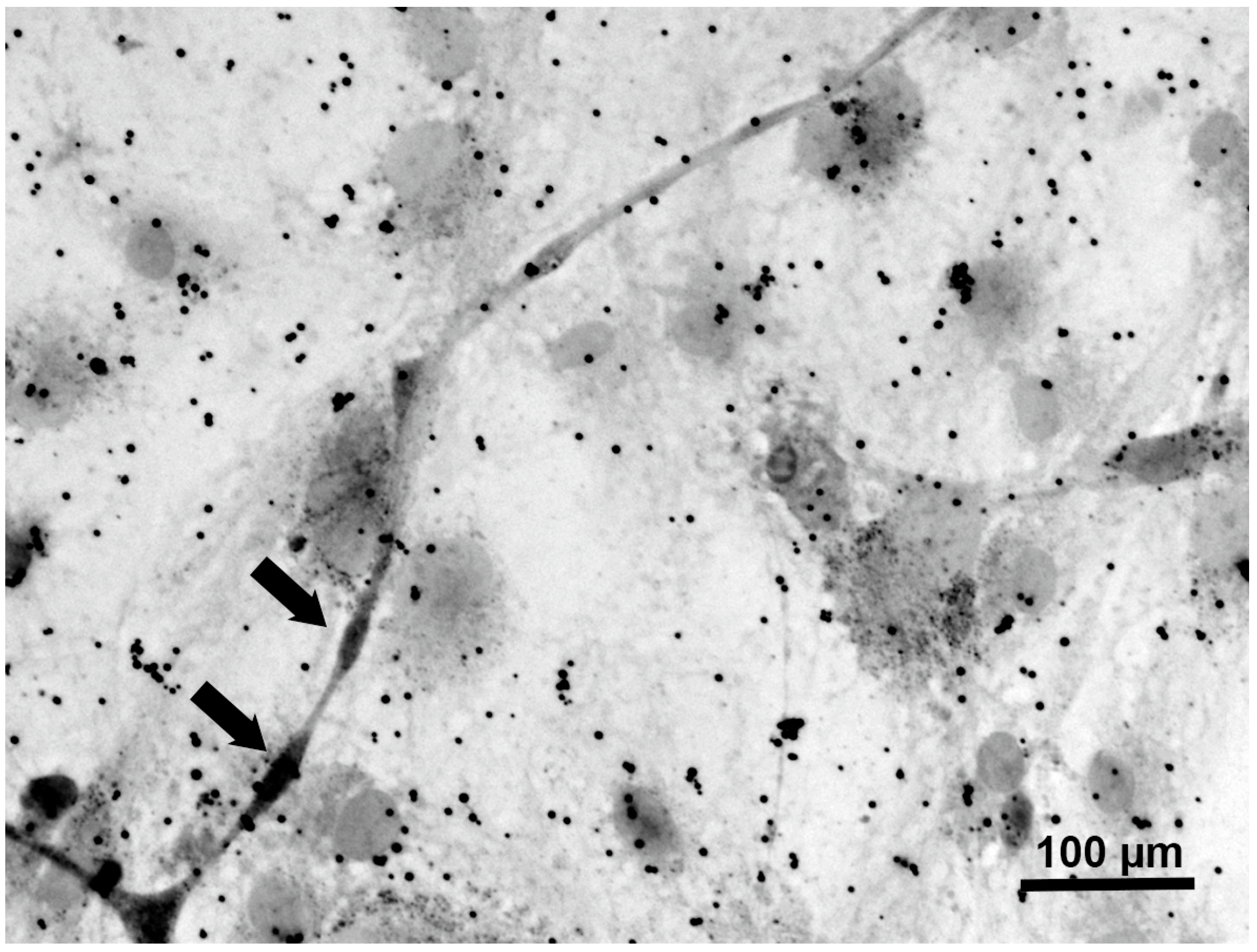 Neurolint 17 00138 g004