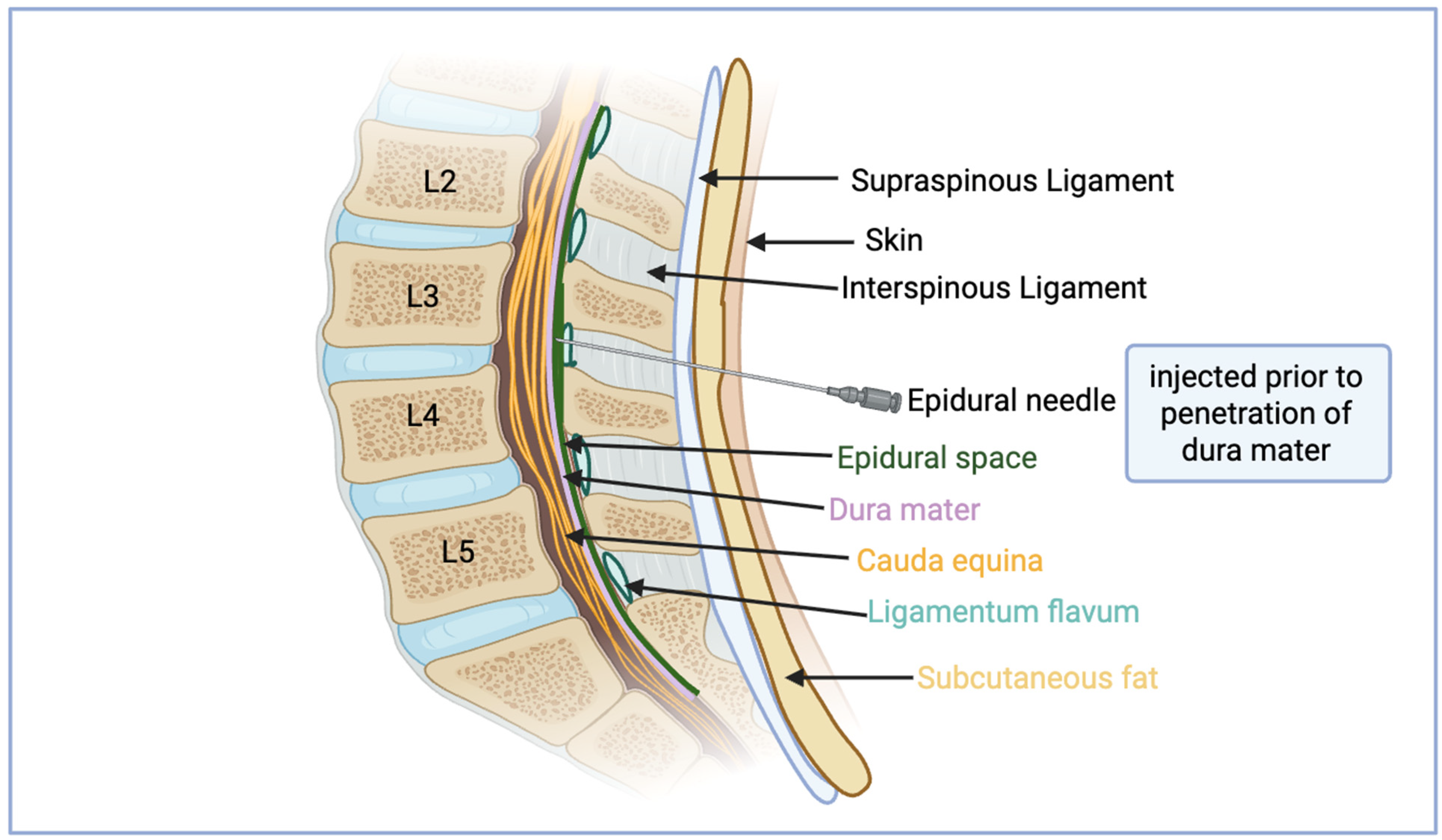 Neurolint 17 00142 g002