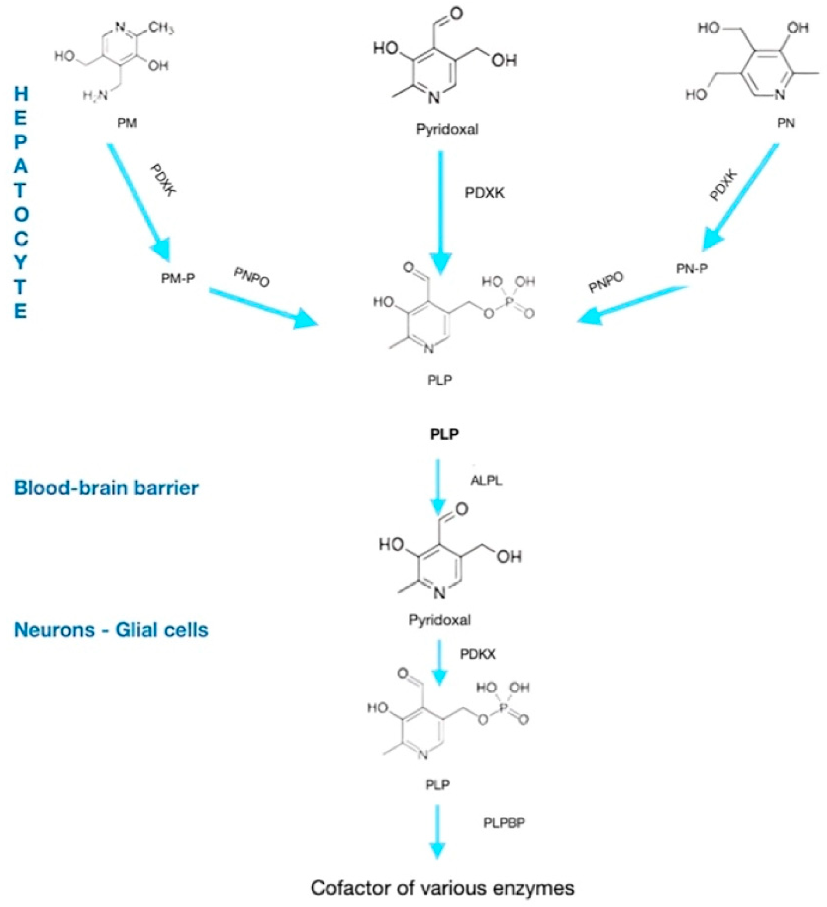 Neurolint 17 00157 g001