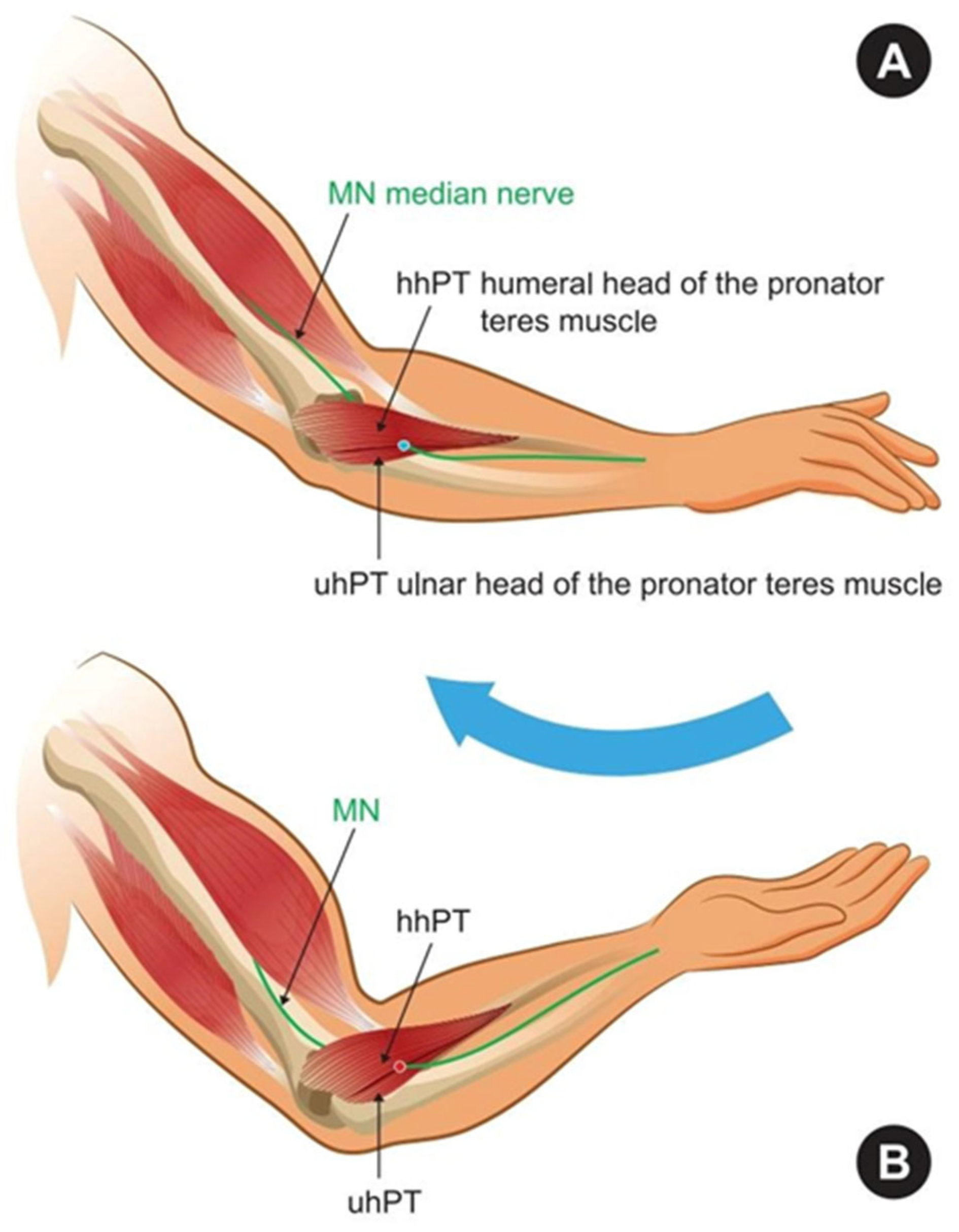 Neurolint 17 00169 g001