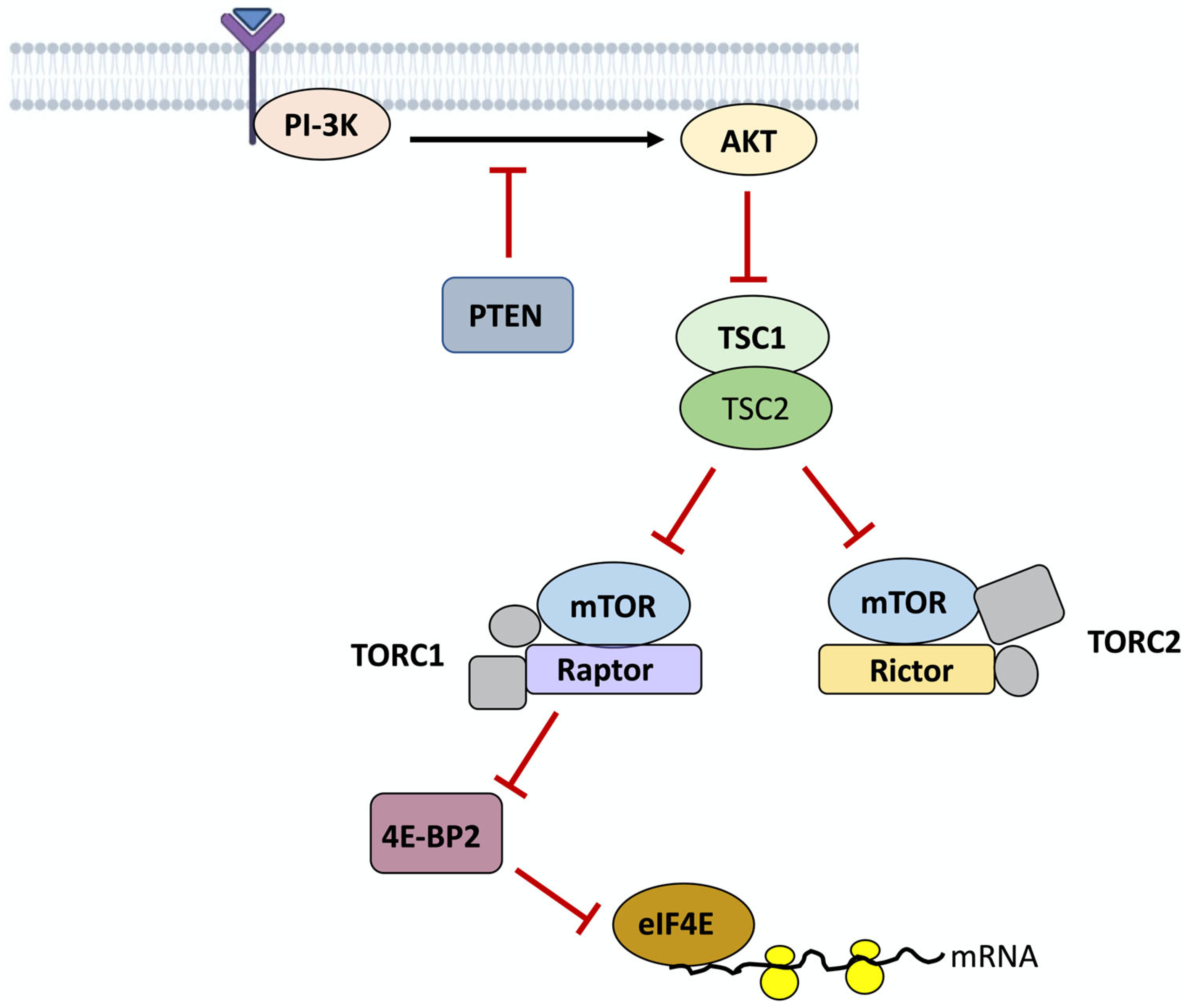 Neurolint 17 00173 g002 Neurolint 17 00173 g002