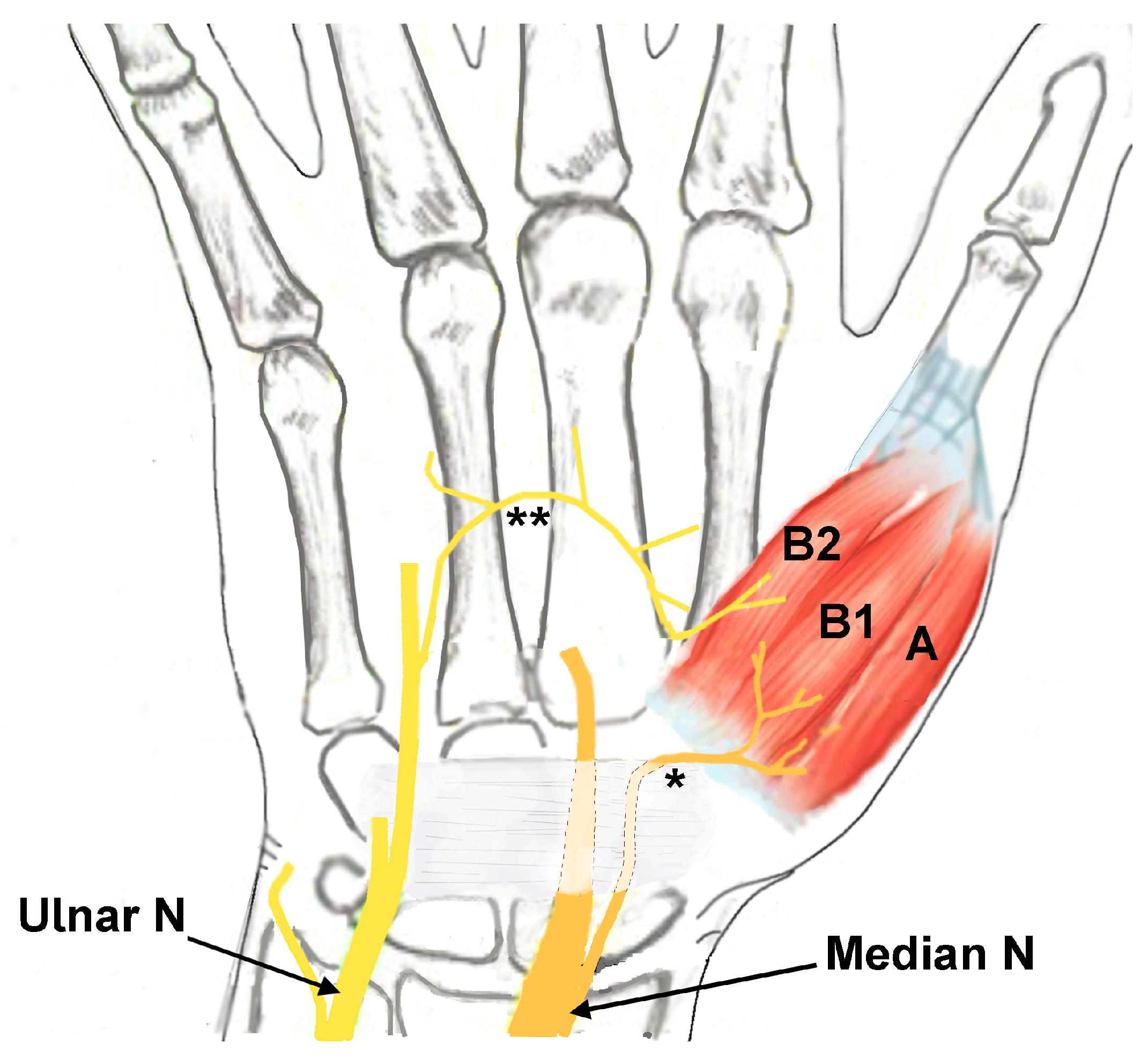 Neurolint 17 00201 g001