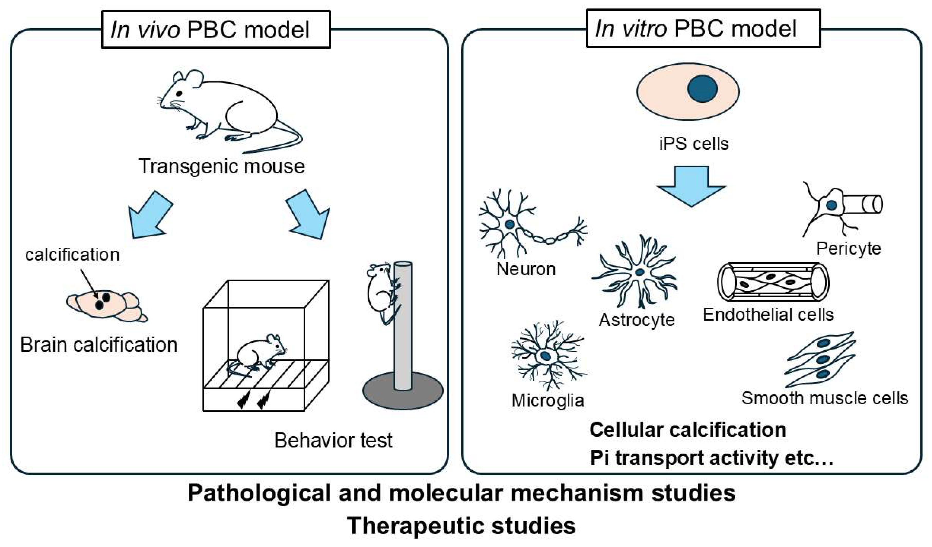 Neurolint 18 00004 g001