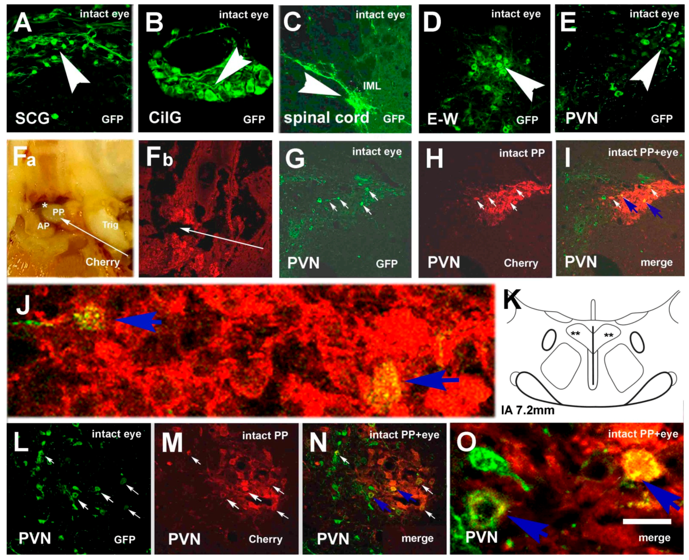 Neurosci 02 00002 g002 Neurosci 02 00002 g002