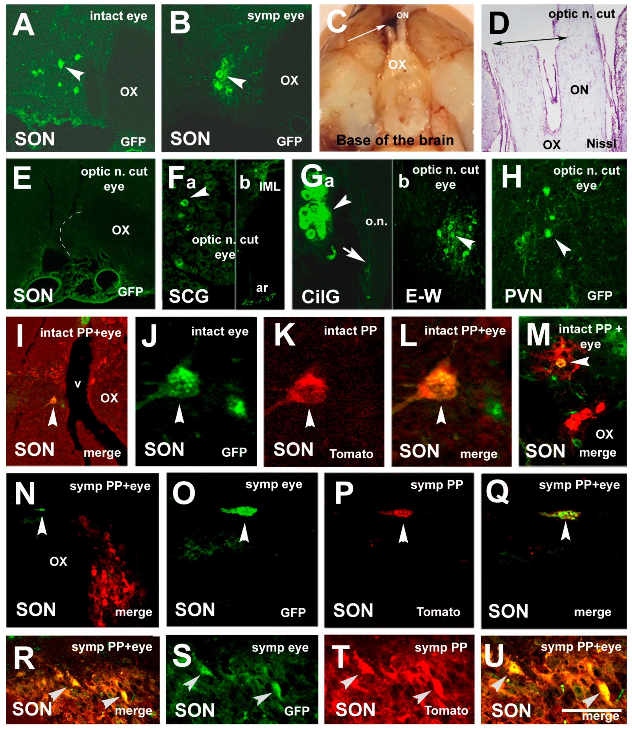 Neurosci 02 00002 g005 Neurosci 02 00002 g005