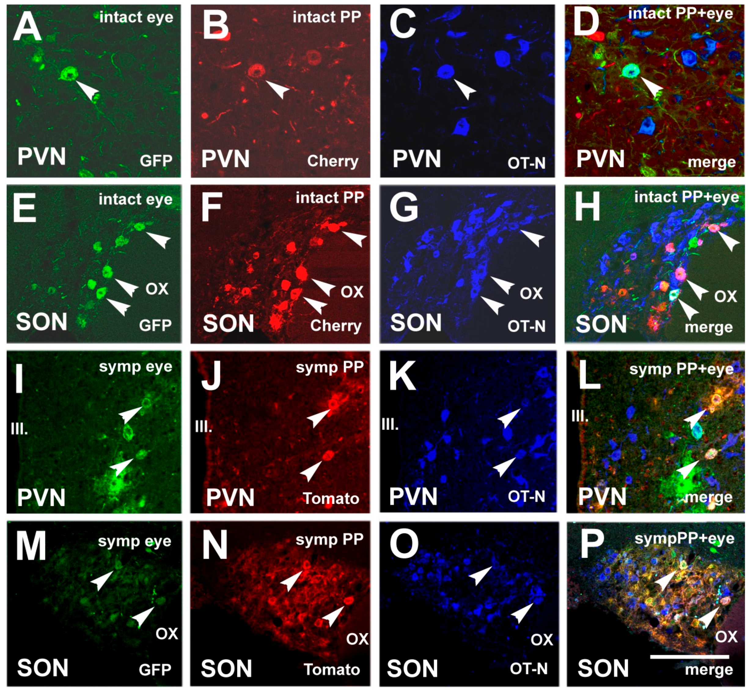Neurosci 02 00002 g007 Neurosci 02 00002 g007