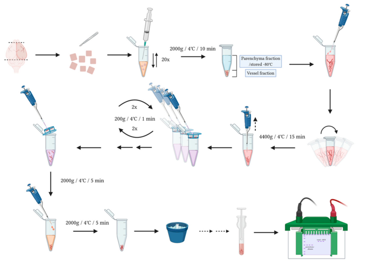 Neurosci 02 00004 g001
