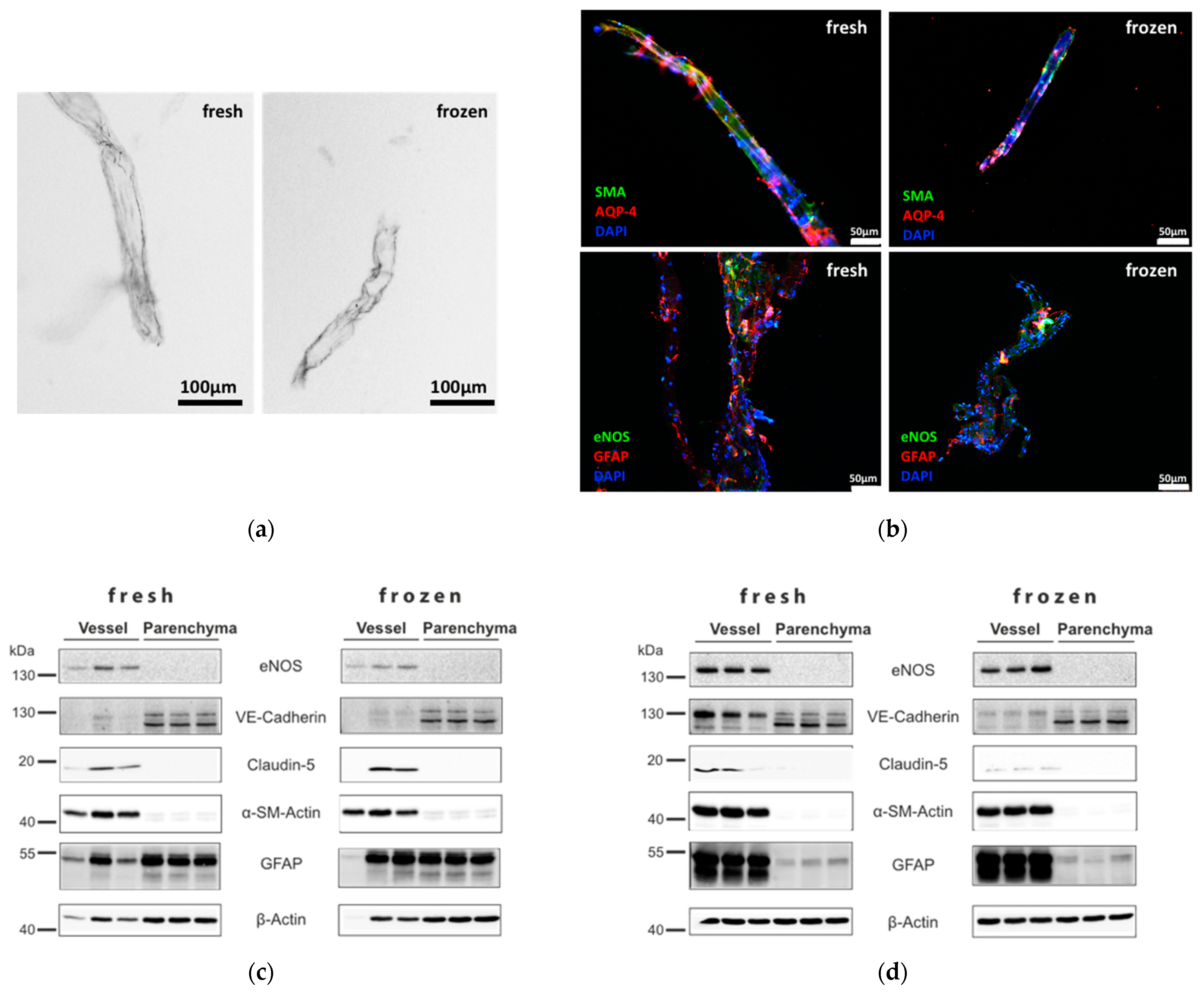 Neurosci 02 00004 g003