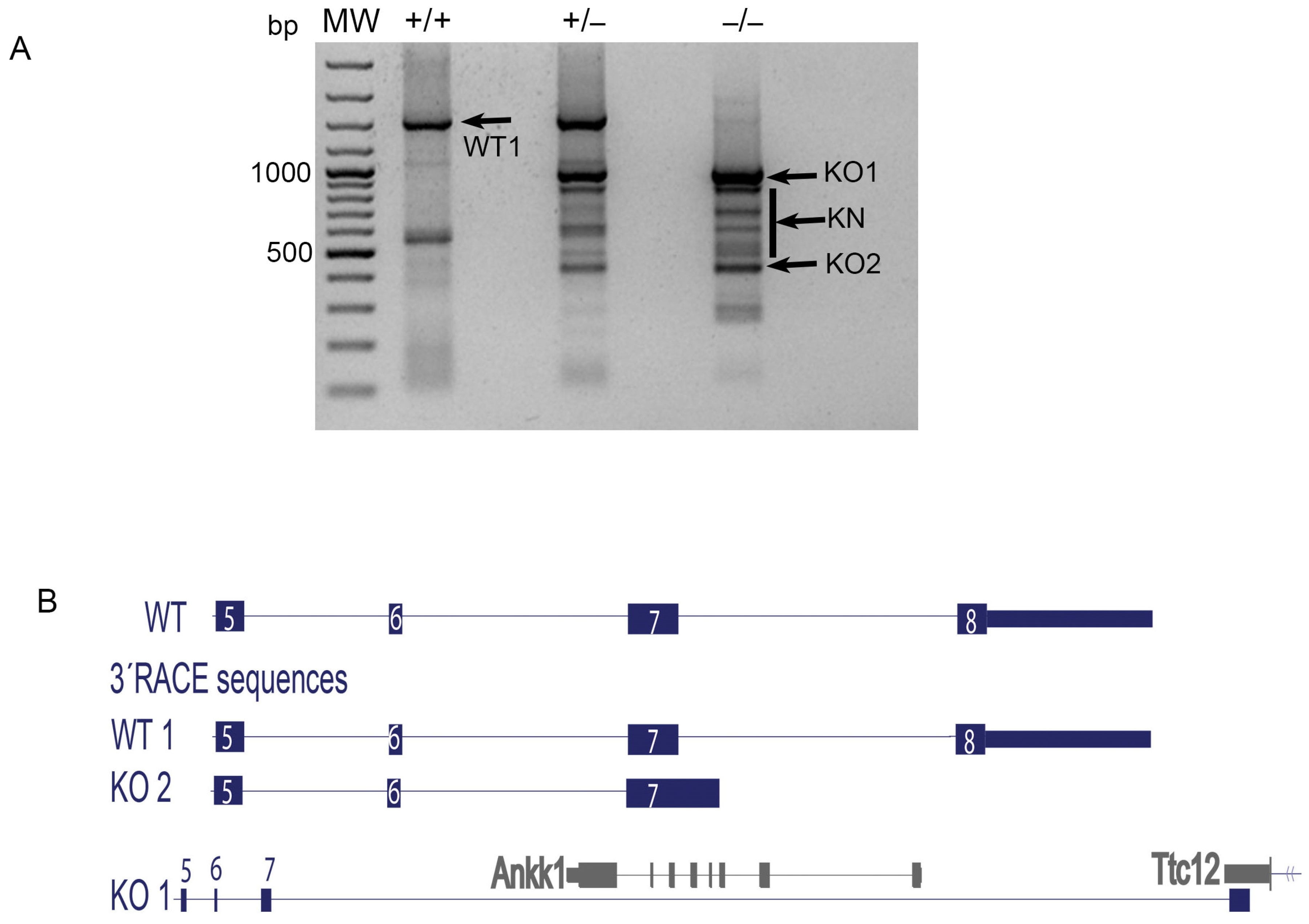 Neurosci 02 00014 g002 Neurosci 02 00014 g002