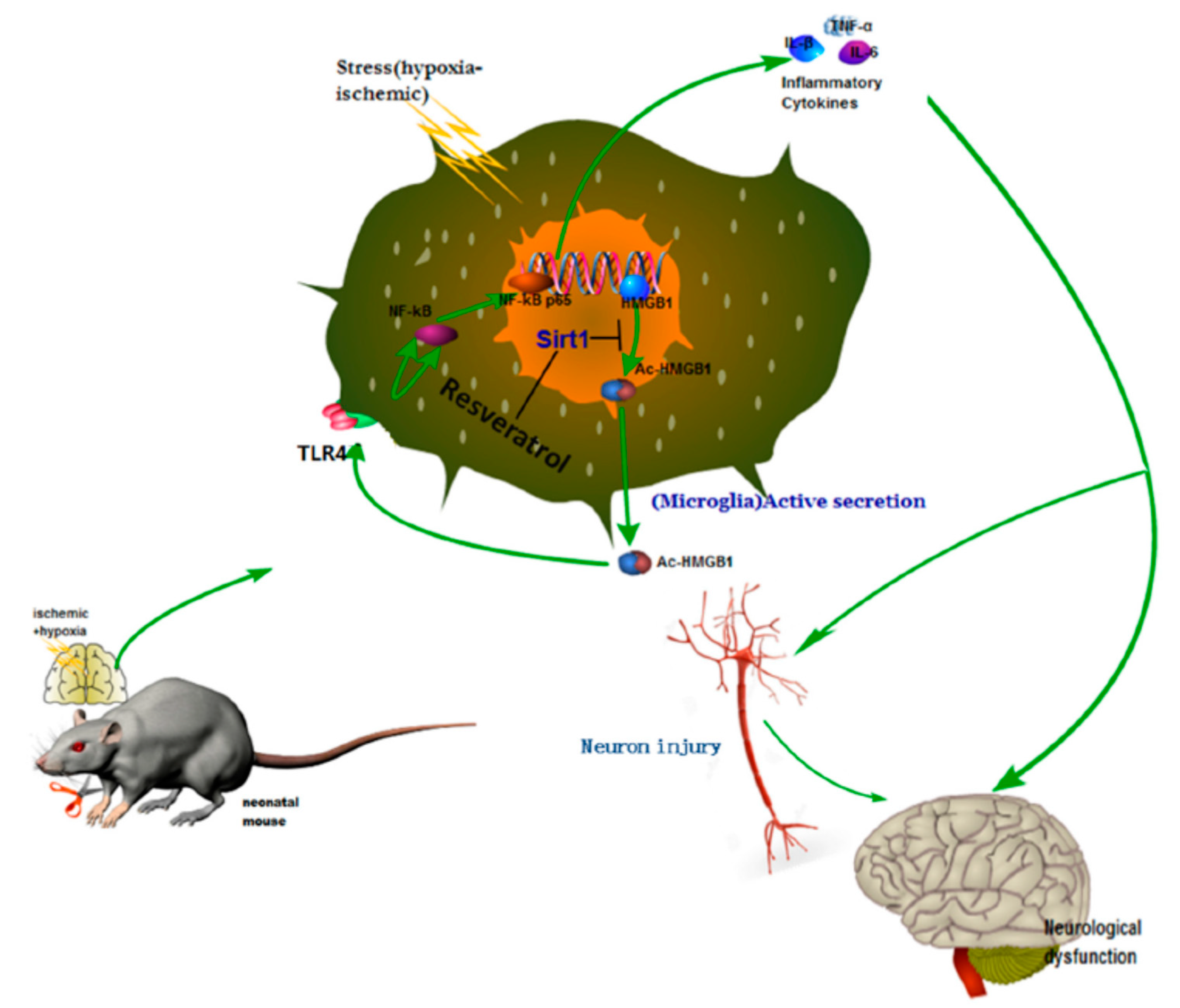 Neurosci 02 00022 g003 550