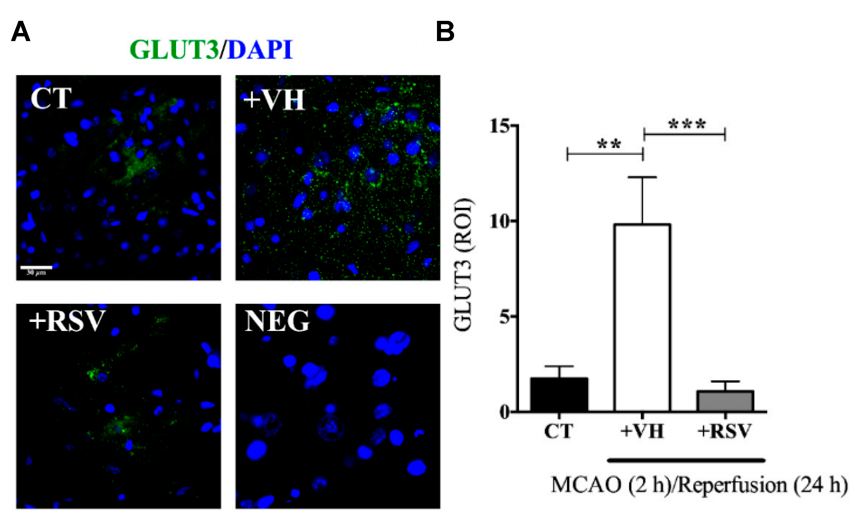 Neurosci 02 00022 g004 550
