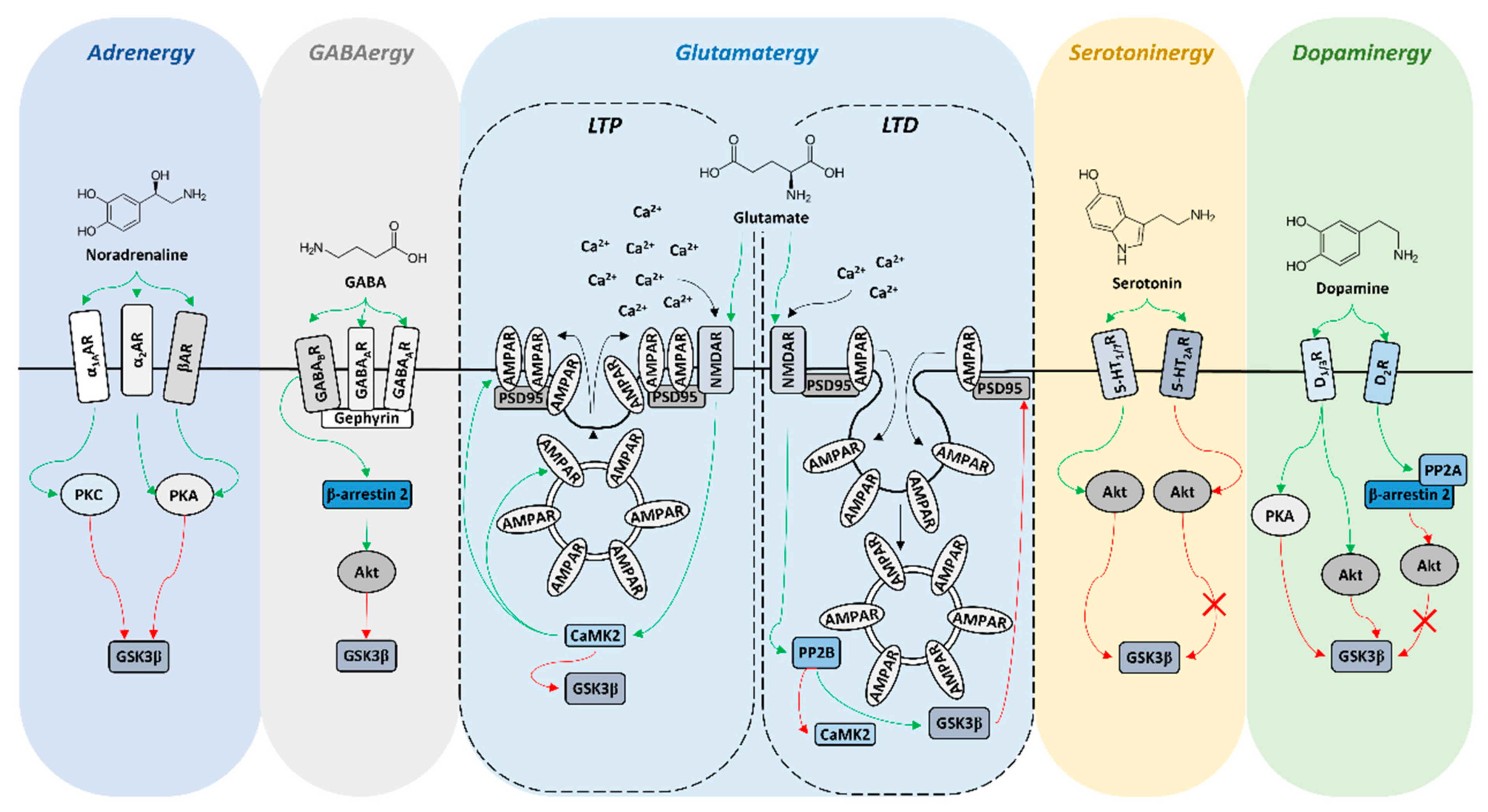 NeuroSci | Free Full-Text | GSK3β Activity in Reward Circuit NeuroSci | Free Full-Text | GSK3β Activity in Reward Circuit
