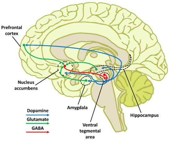 guidance Two Complete Mitochondrial Genomes of Potamanthidae