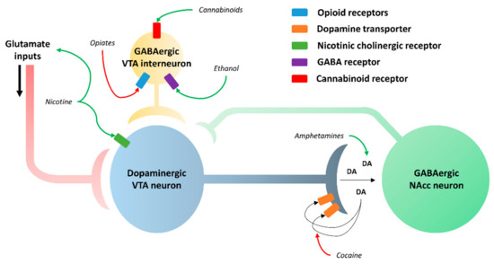 GSK3β Activity in Reward Circuit Functioning and Addiction