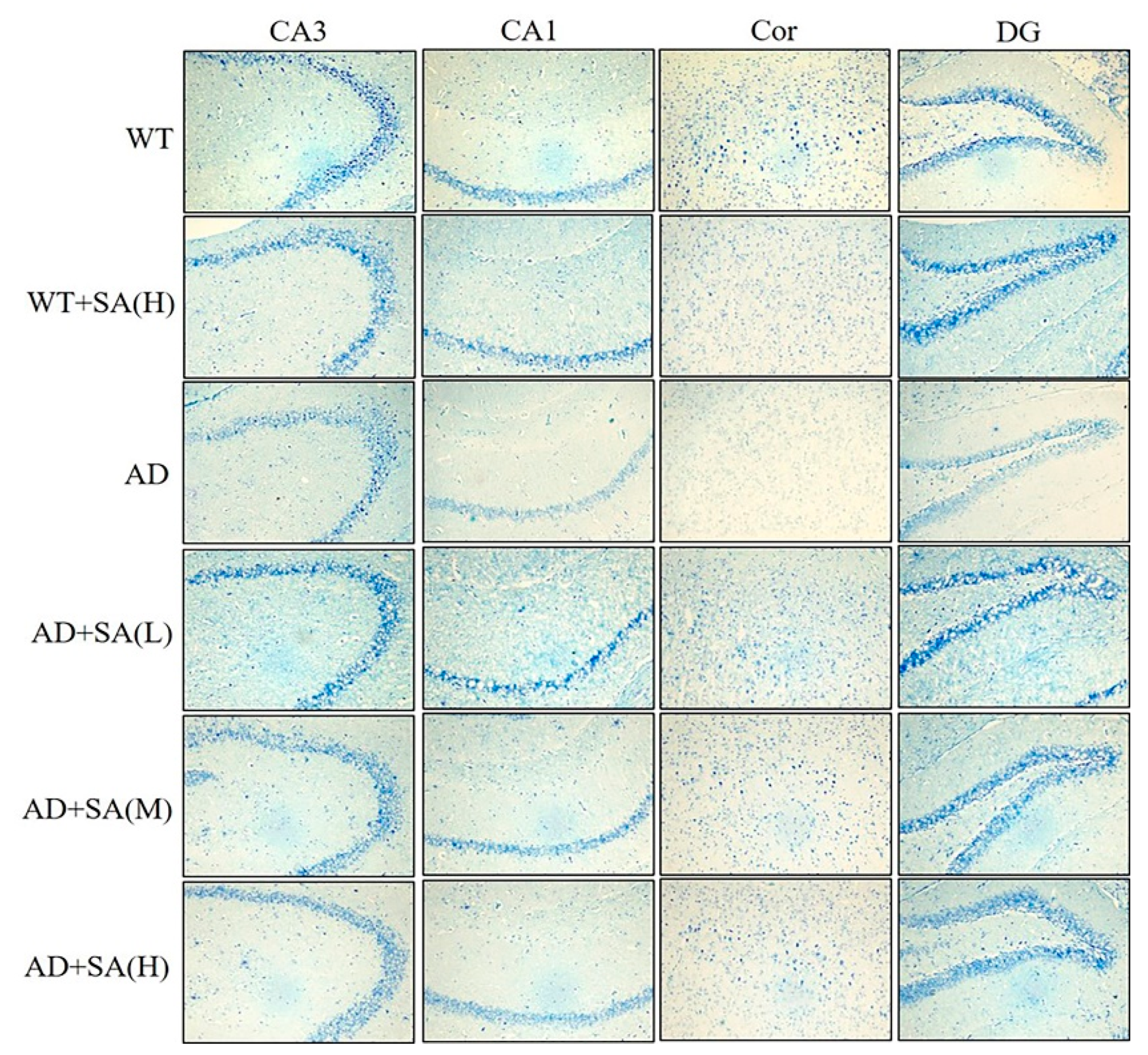 Neurosci 03 00002 g005