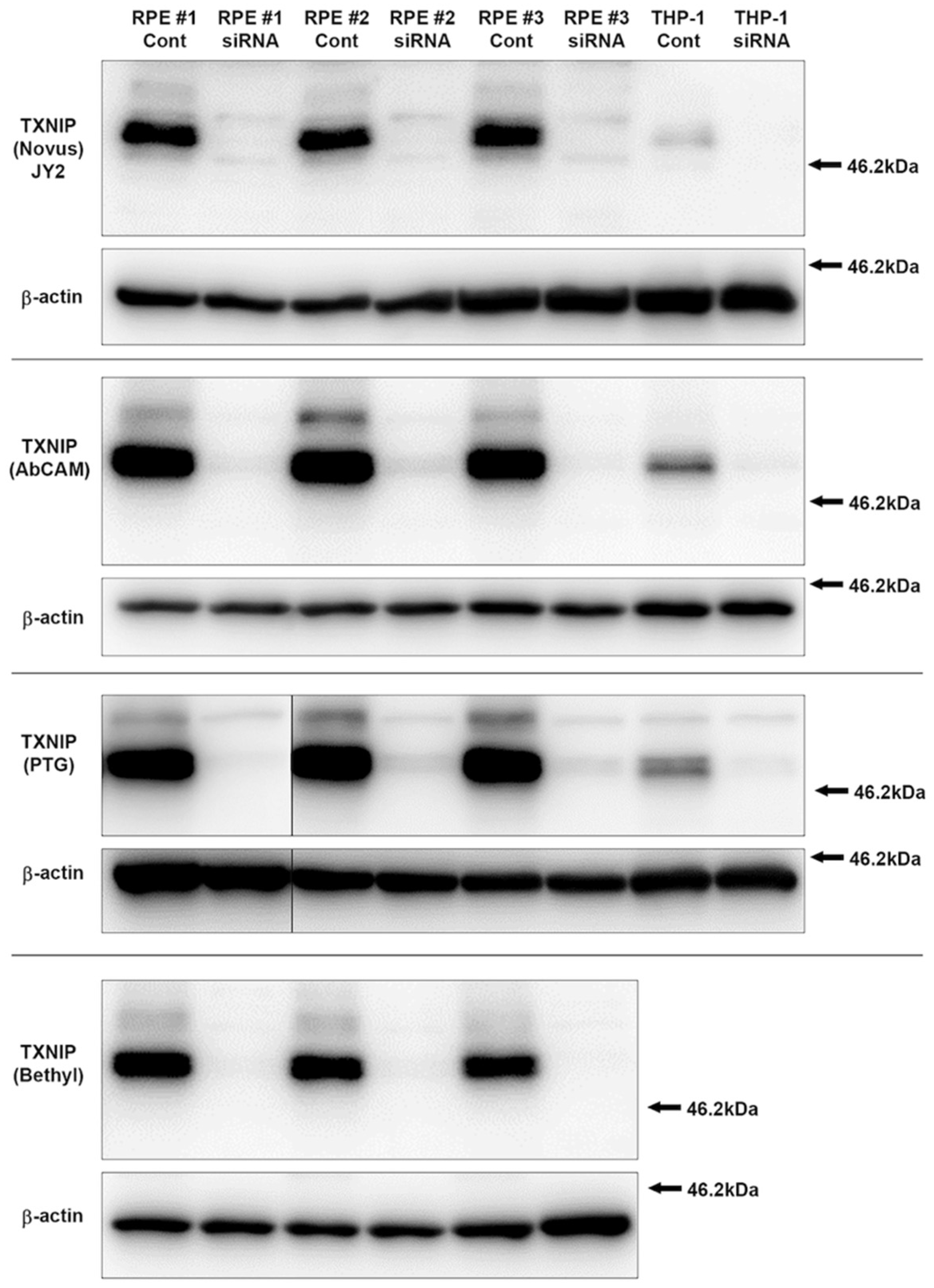 Neurosci 03 00013 g001 Neurosci 03 00013 g001