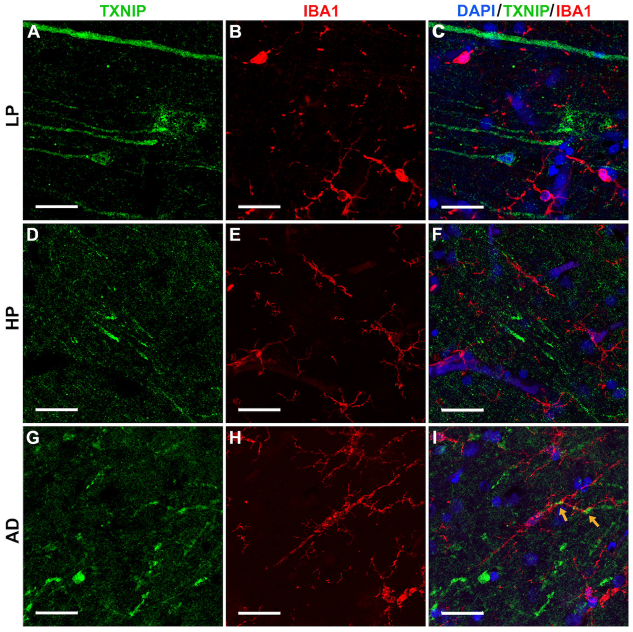 Neurosci 03 00013 g007 Neurosci 03 00013 g007
