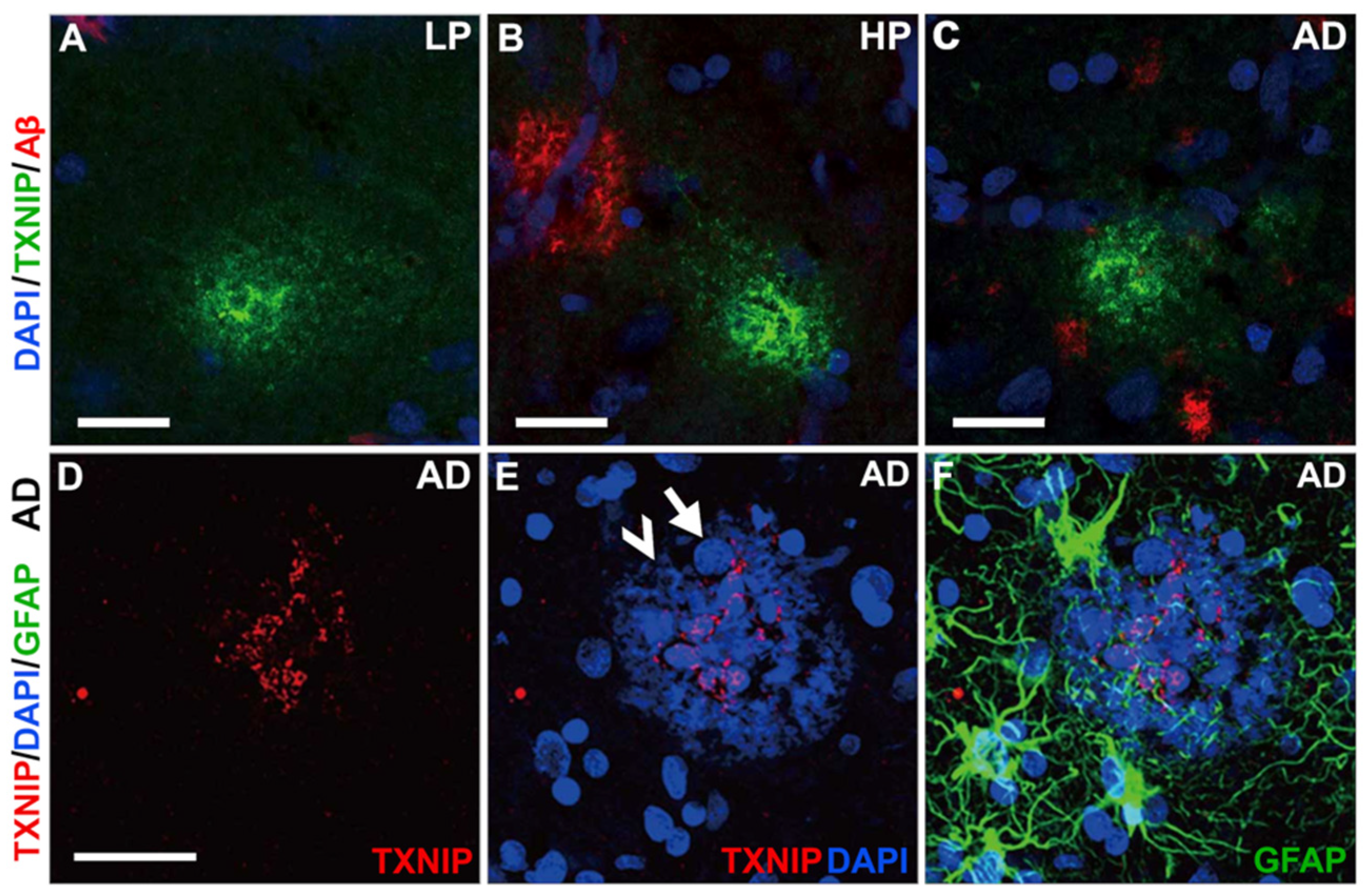 Neurosci 03 00013 g009 Neurosci 03 00013 g009