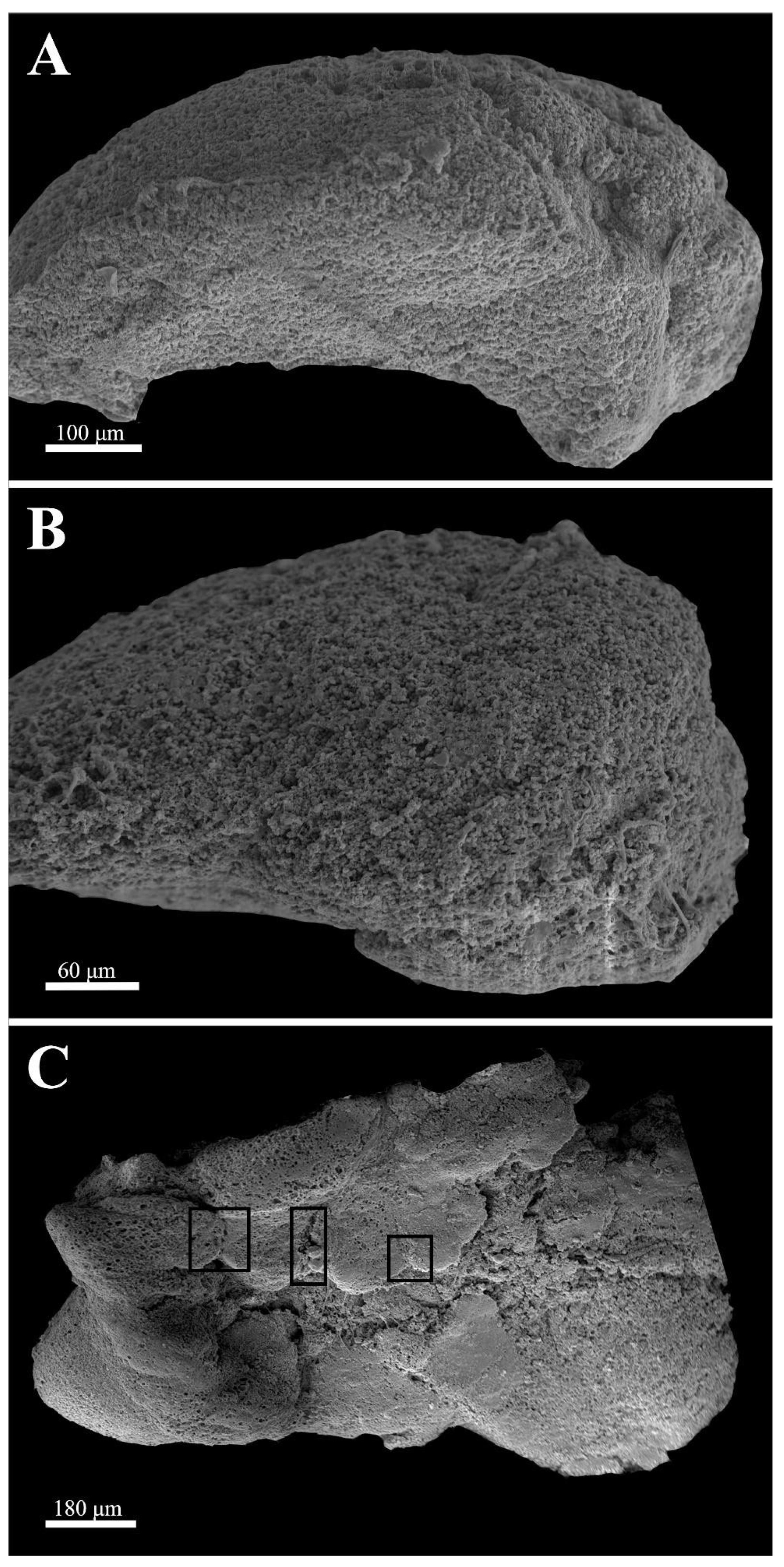 Neurosci 03 00014 g001