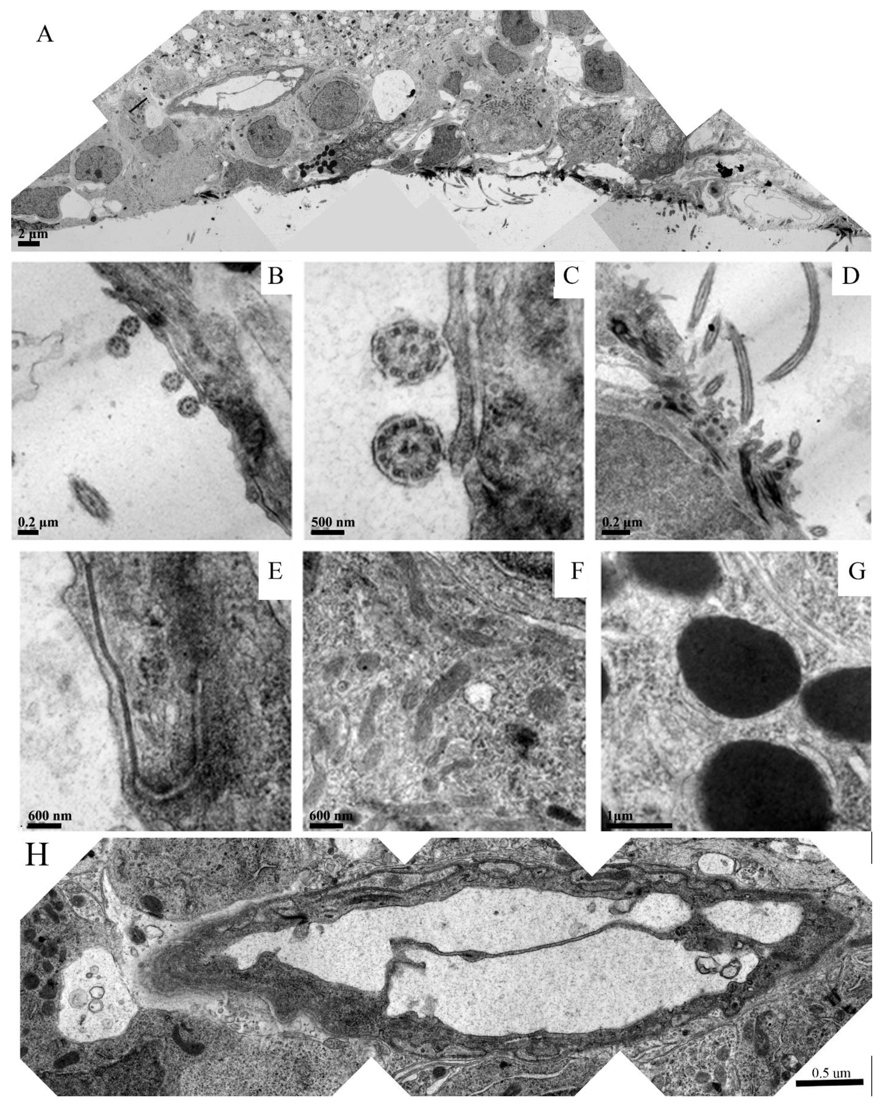 Neurosci 03 00014 g005