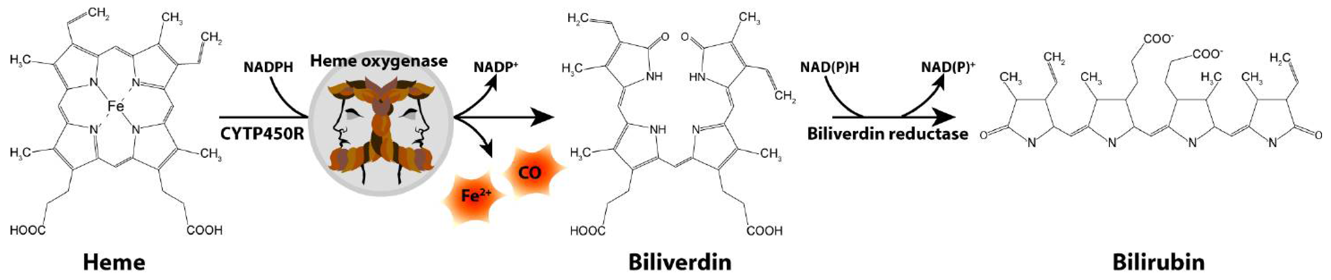 Neurosci 03 00020 g001