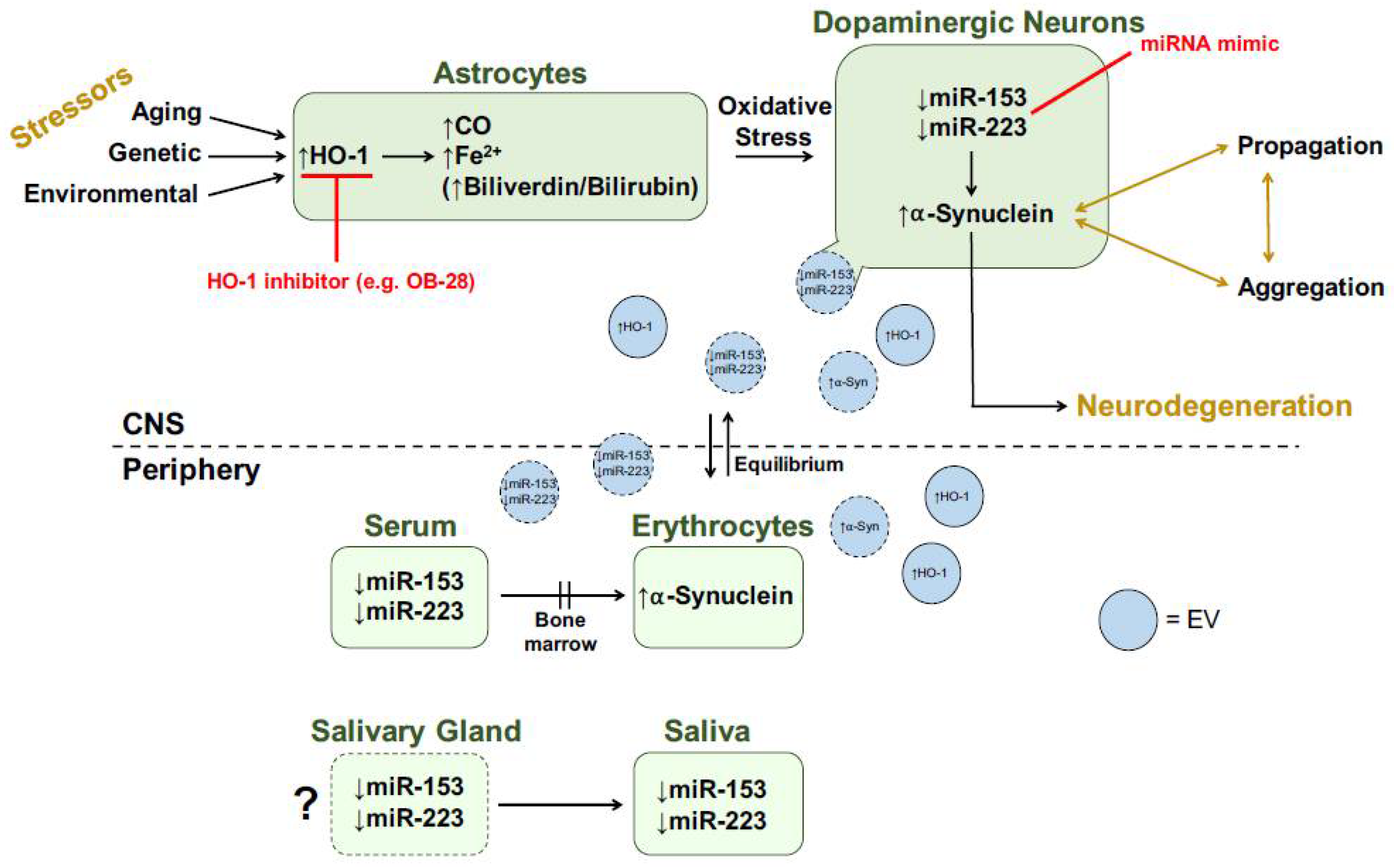 Neurosci 03 00020 g005