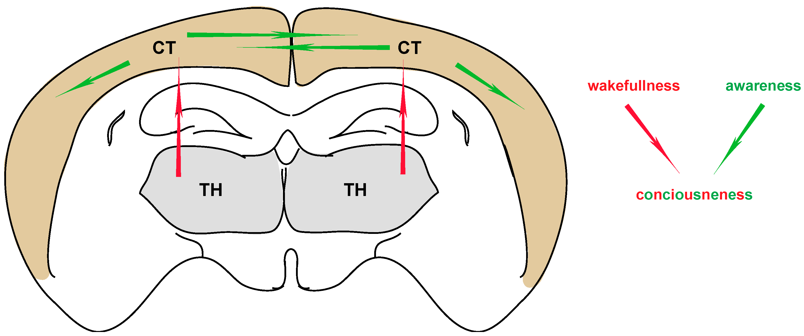 Neurosci 03 00022 g001 550