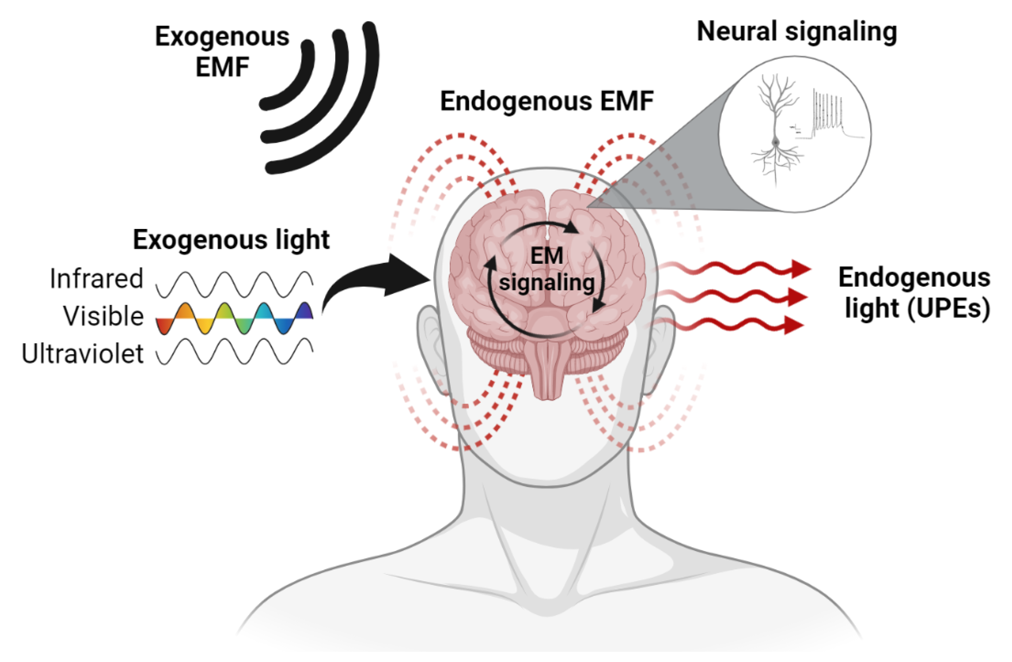 The fractal brain, from a single neuron's perspective - The Source