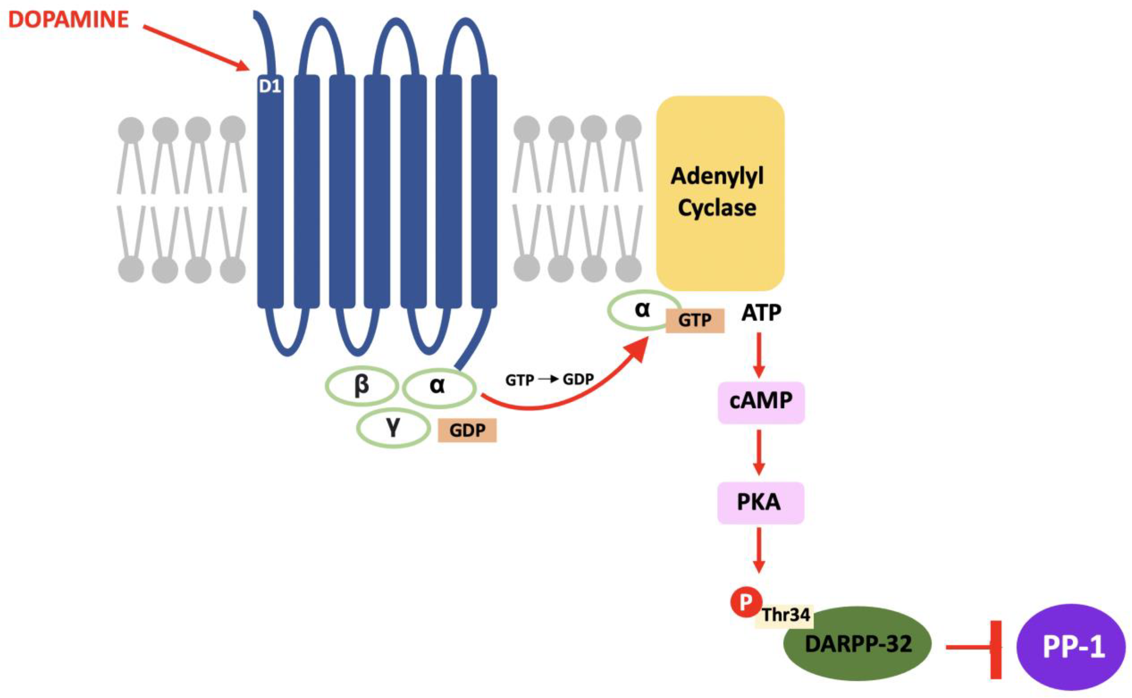 Neurosci 03 00035 g002 Neurosci 03 00035 g002