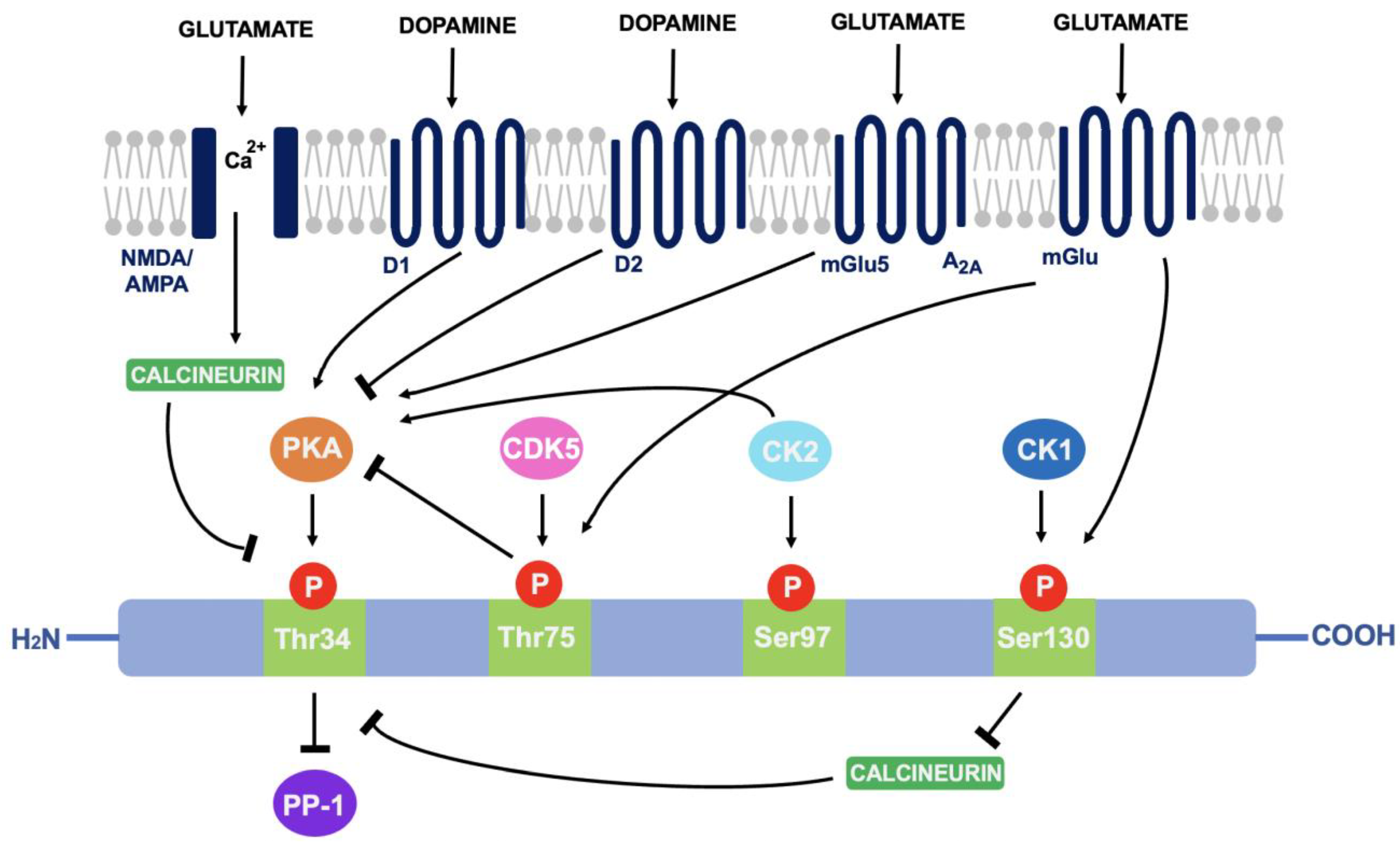 Neurosci 03 00035 g003 Neurosci 03 00035 g003