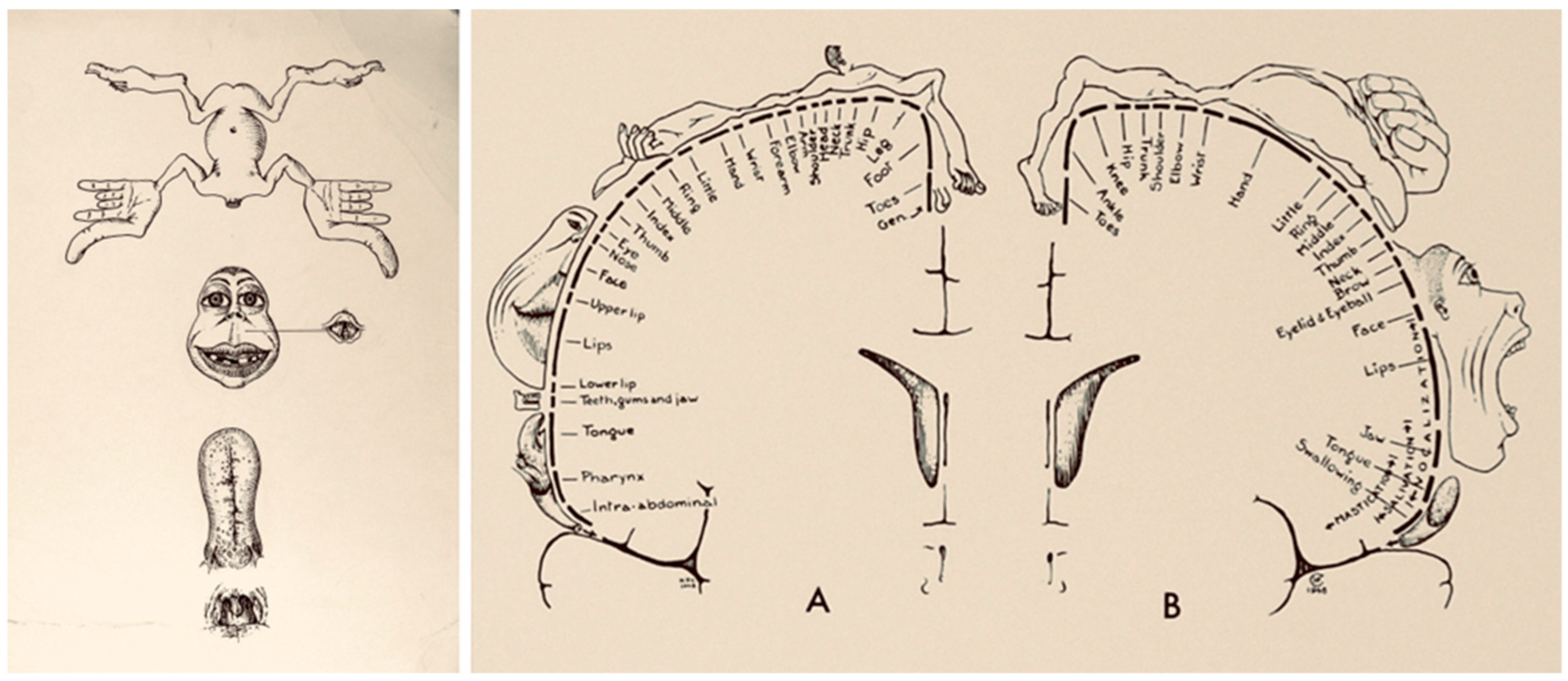 Neurosci 03 00037 g005