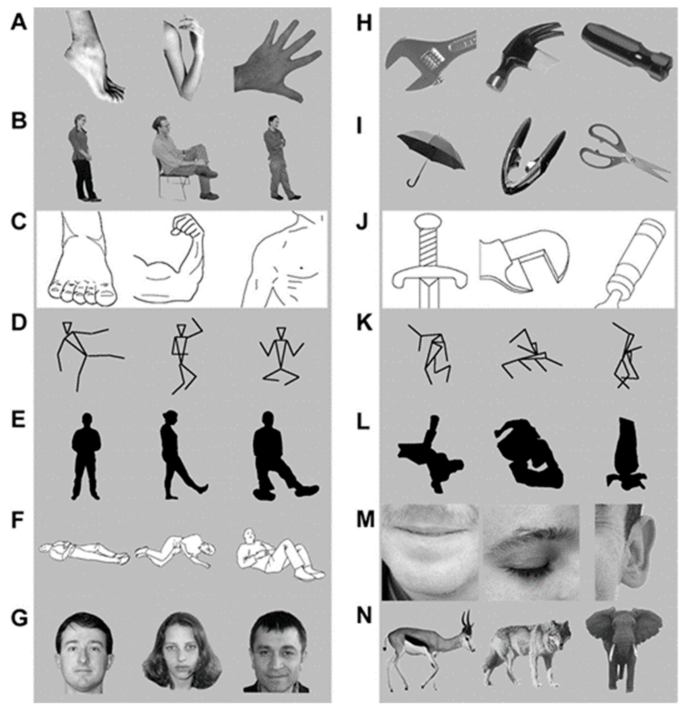 Neurosci 03 00037 g007