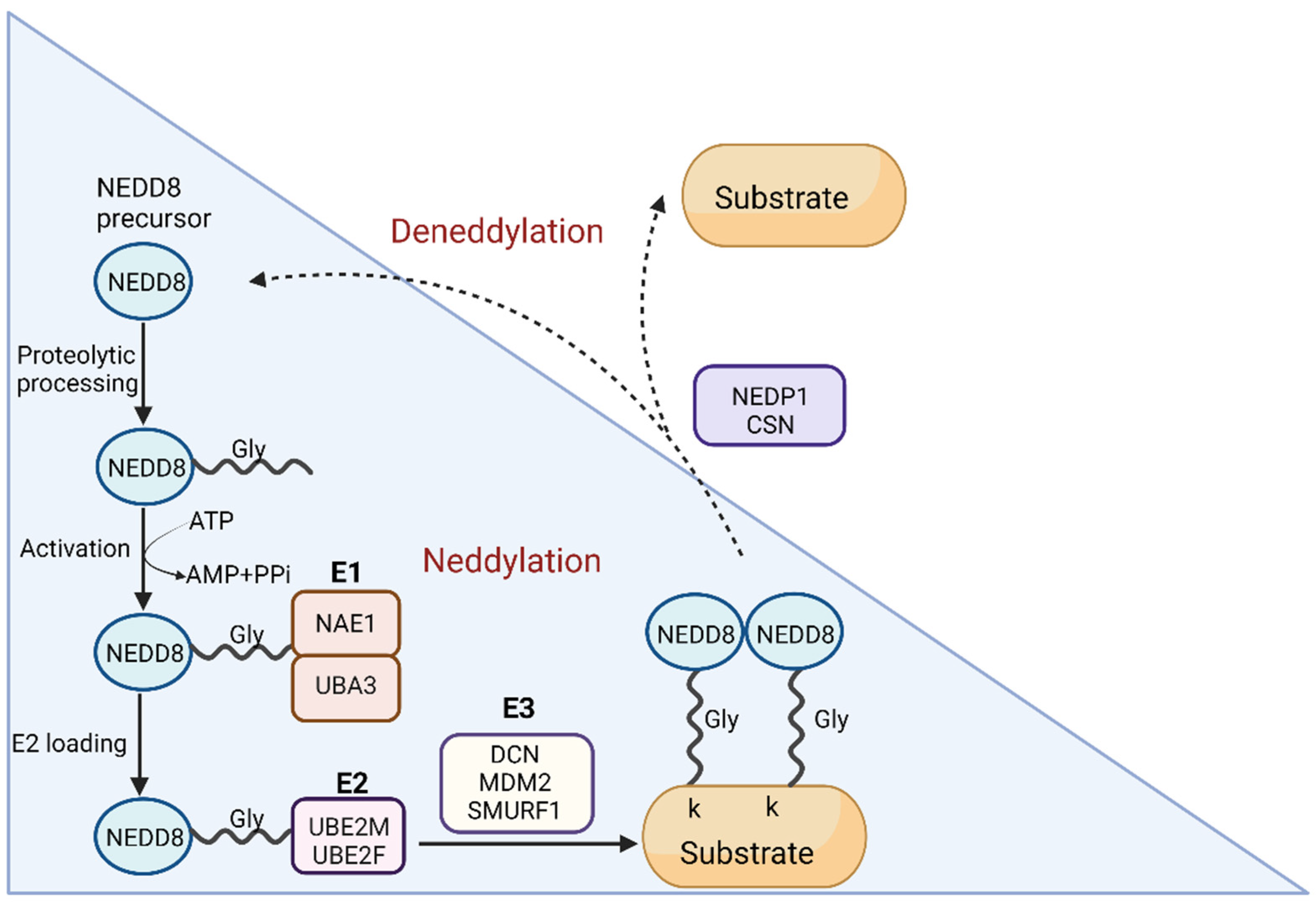 Neurosci 03 00038 g001
