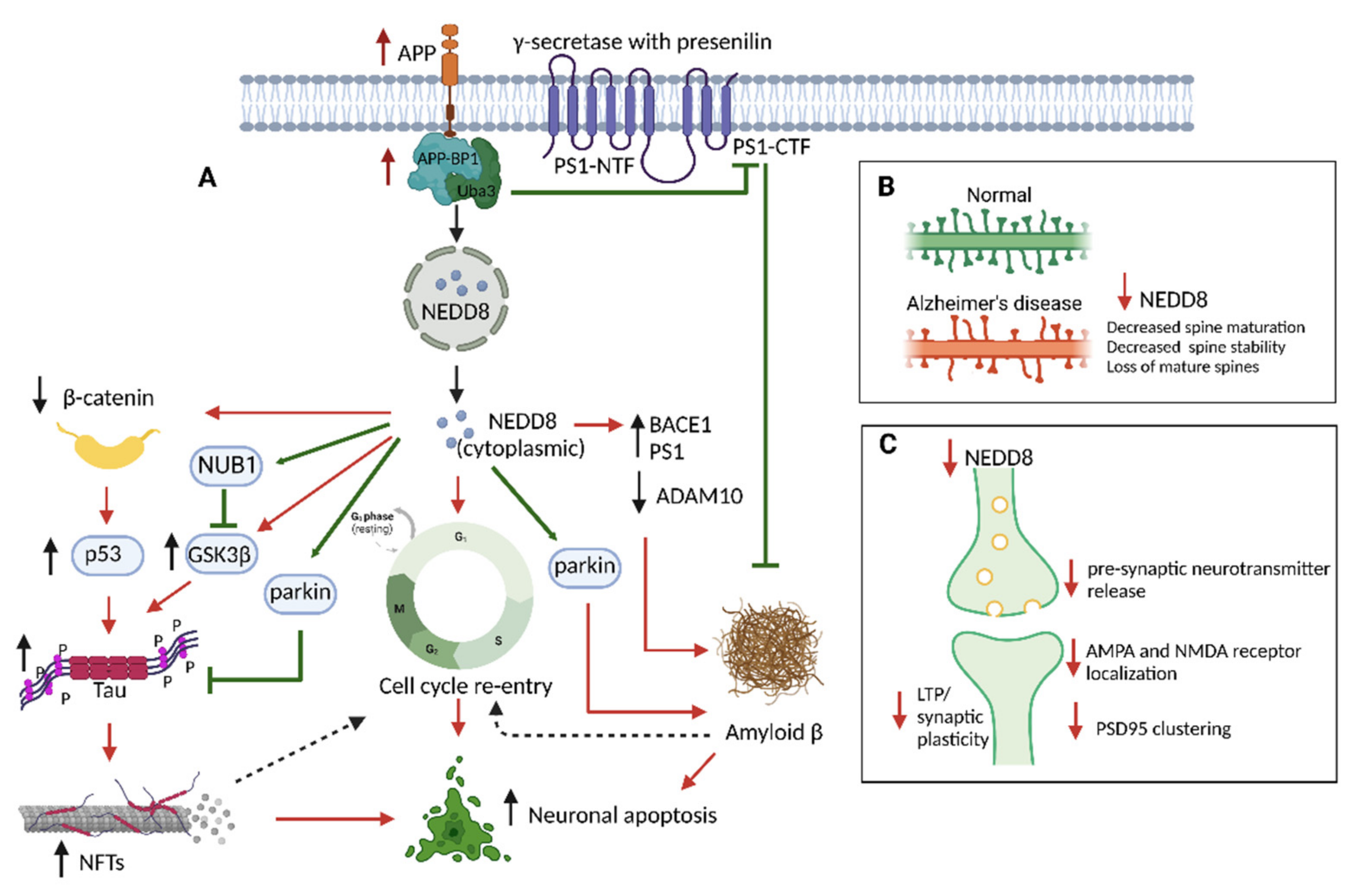 Neurosci 03 00038 g002