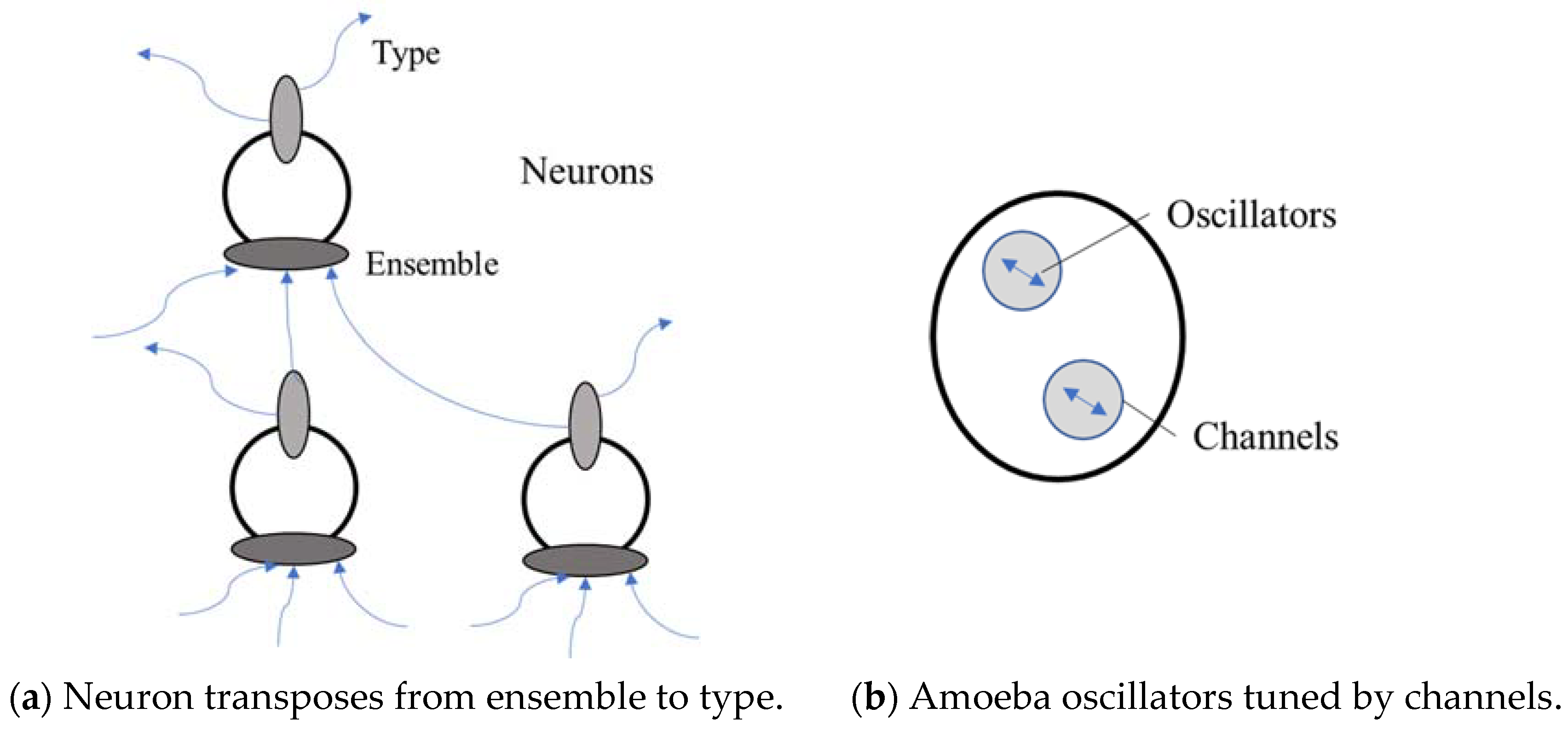 Neurosci 03 00046 g002