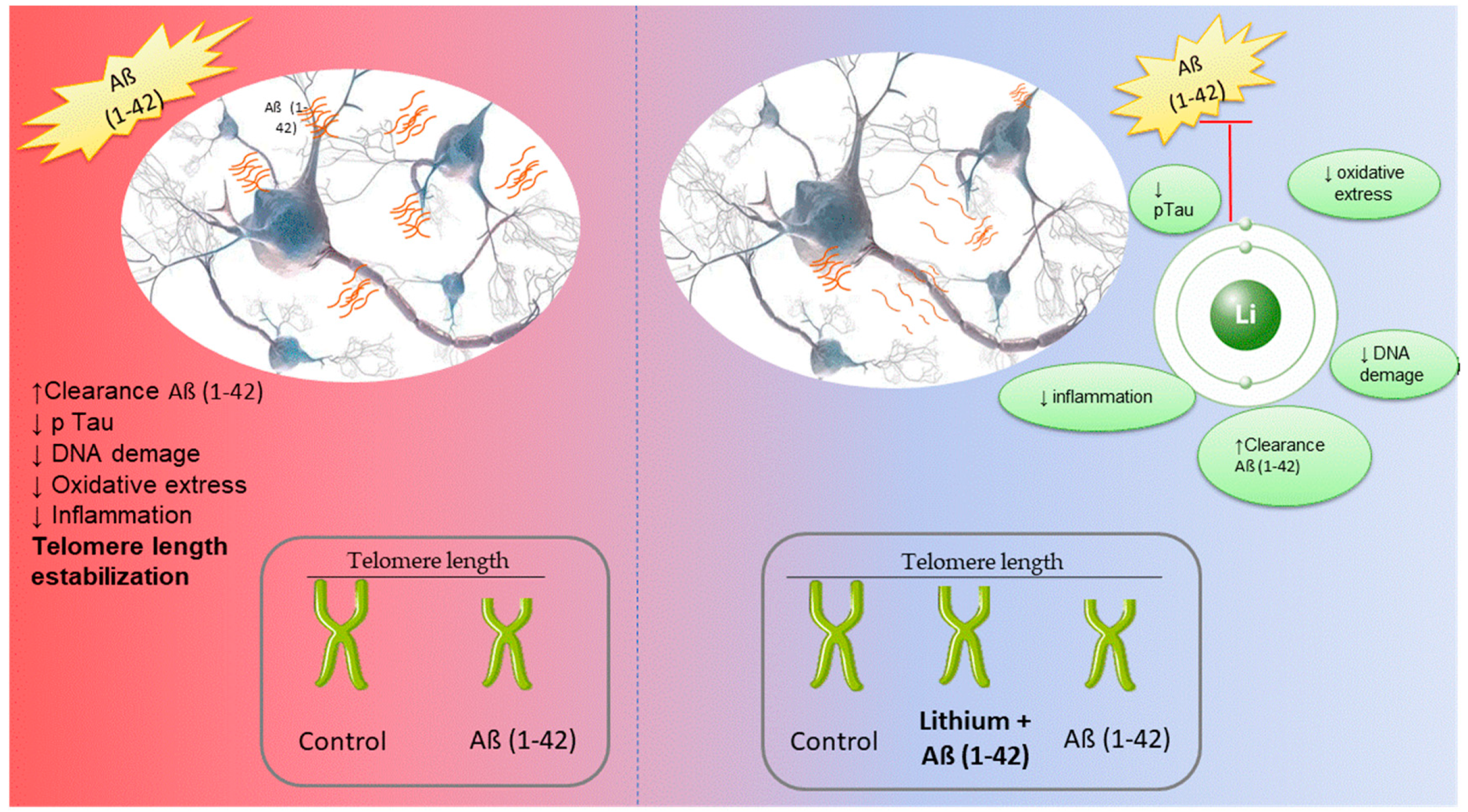 Neurosci 04 00001 g003 Neurosci 04 00001 g003