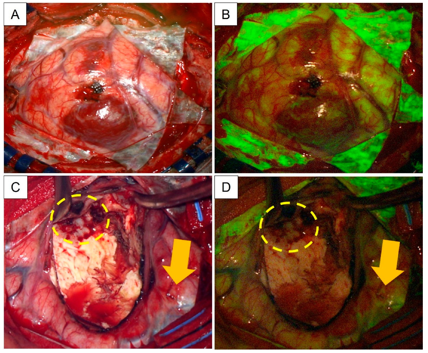 Neurosci 04 00007 g002