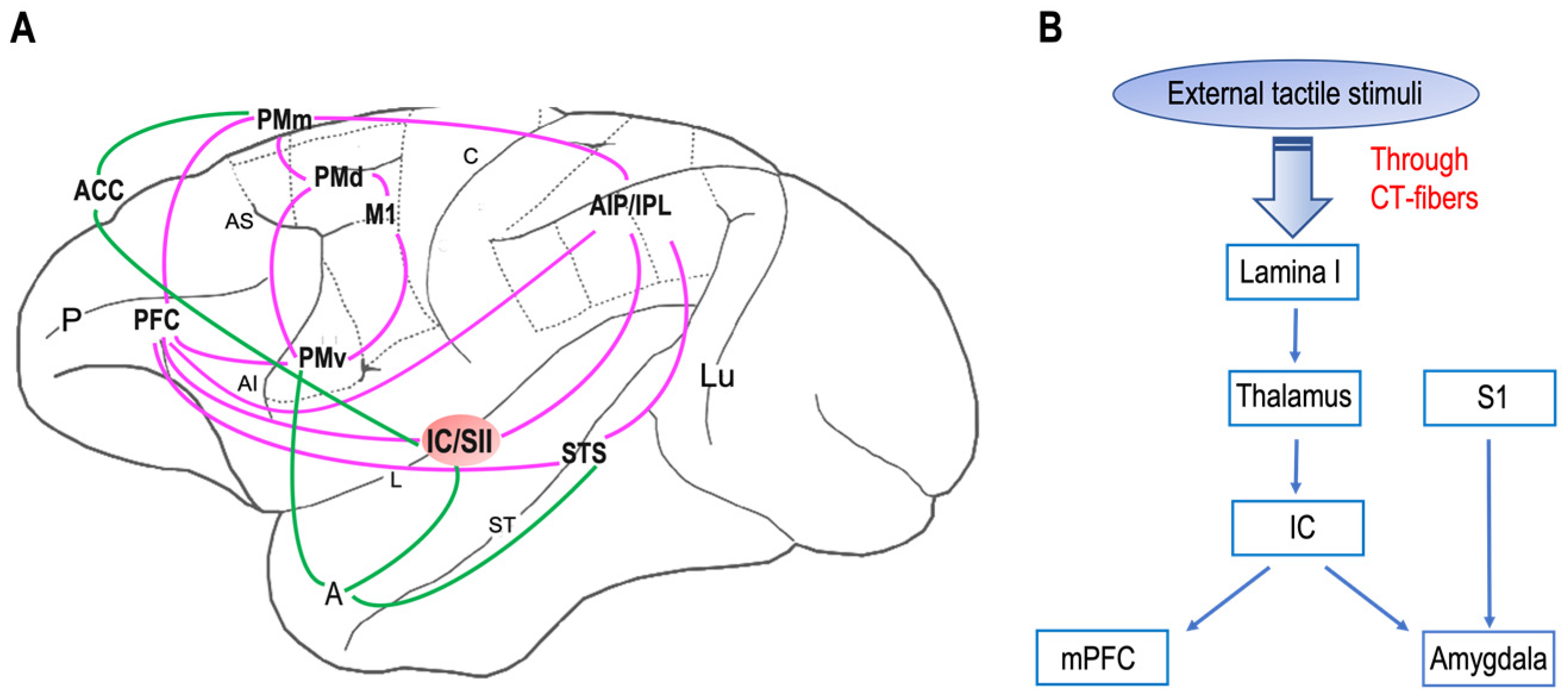 Neurosci 04 00012 g001 Neurosci 04 00012 g001