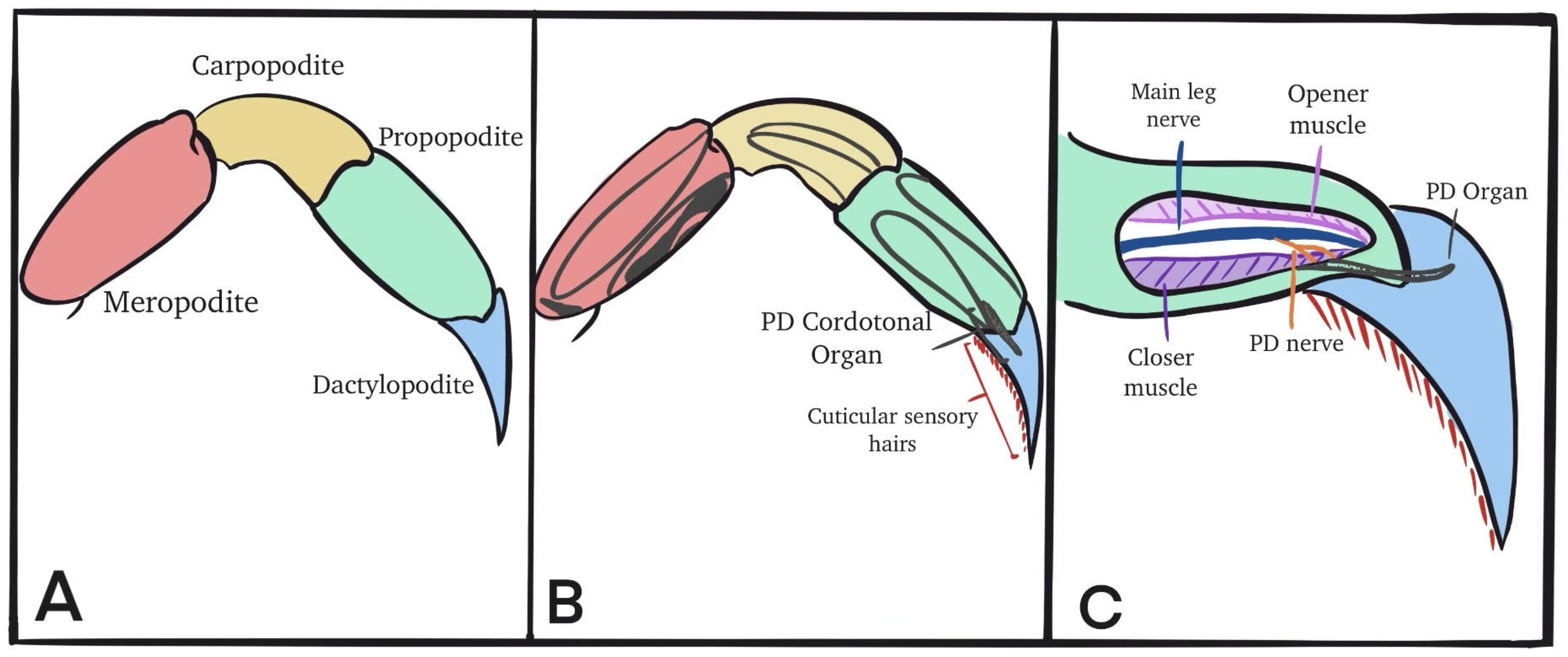 Neurosci 04 00025 g001