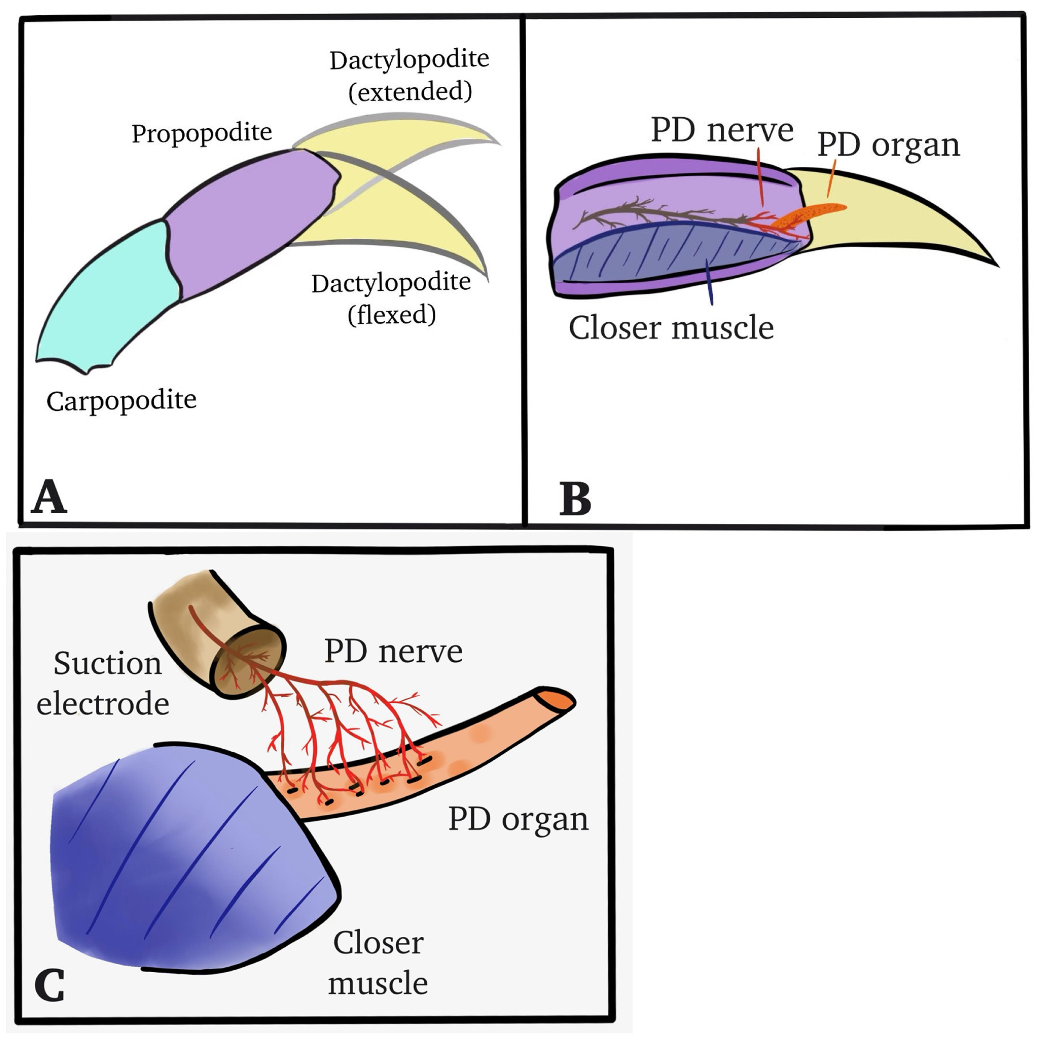 Neurosci 04 00025 g002
